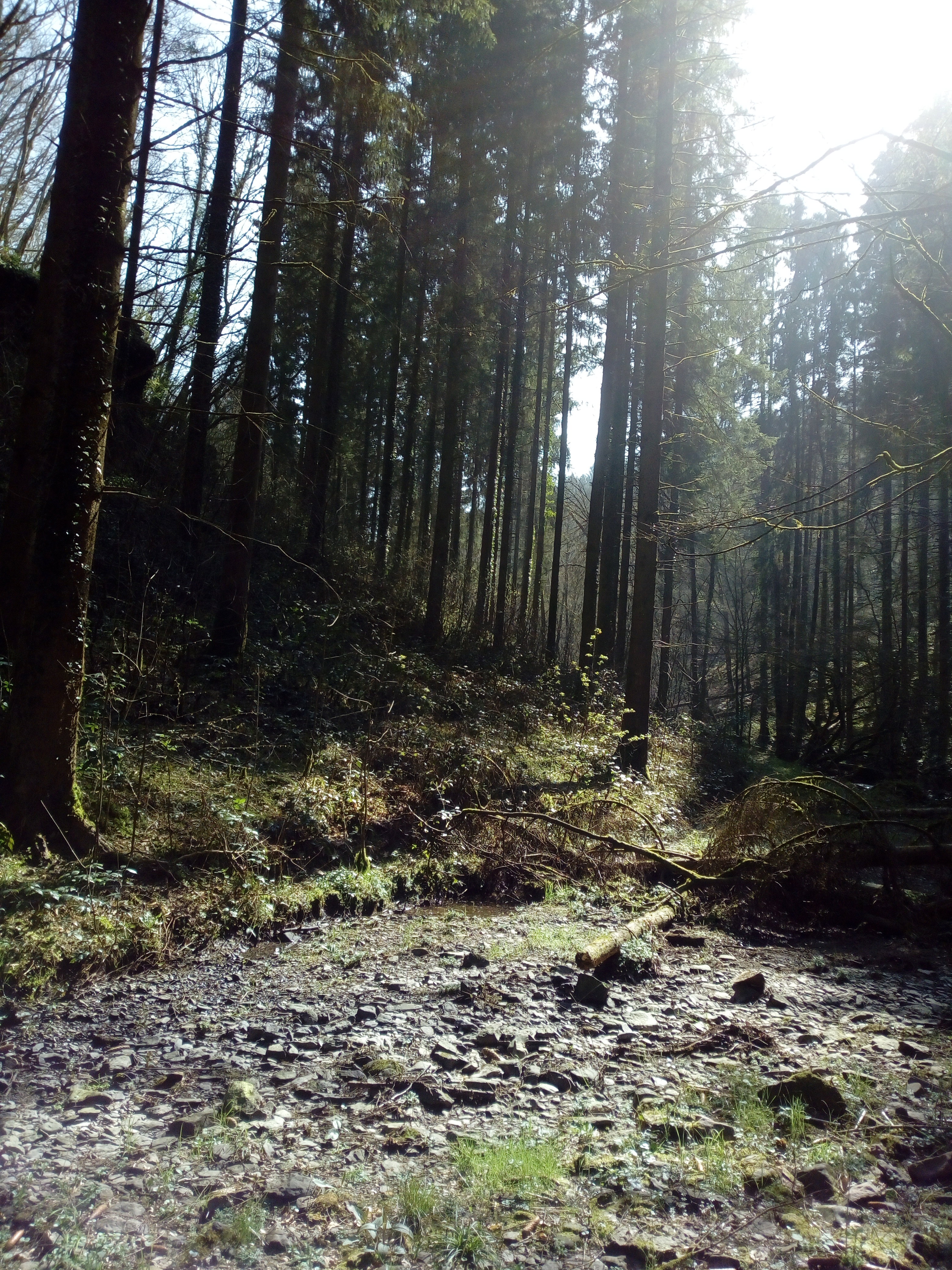 Natuurhuisje in La roche-en-ardenne