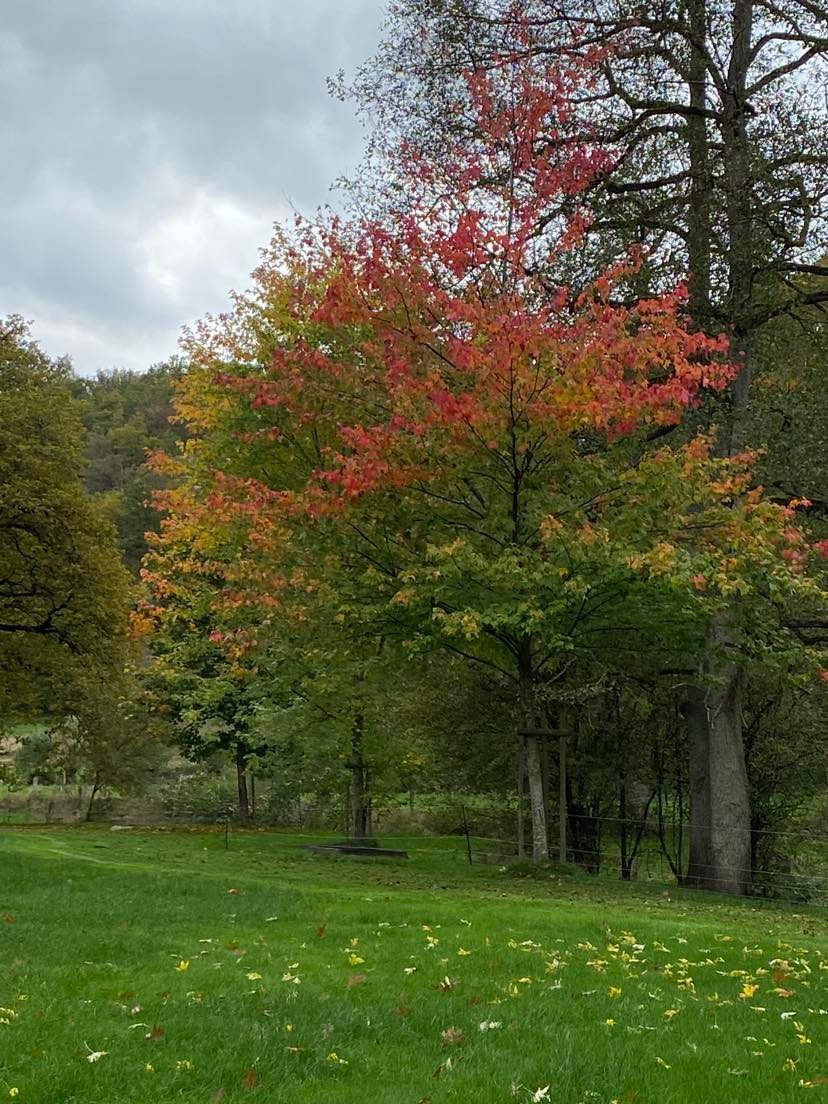 Natuurhuisje in La roche-en-ardenne