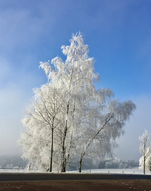 - image: 11