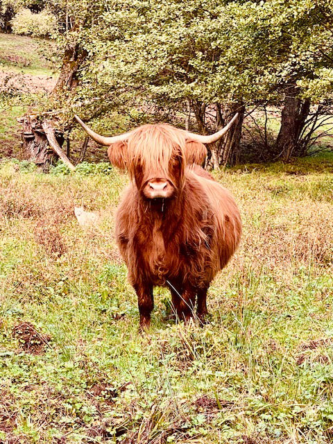 Naturhäuschen in SIERSTHAL