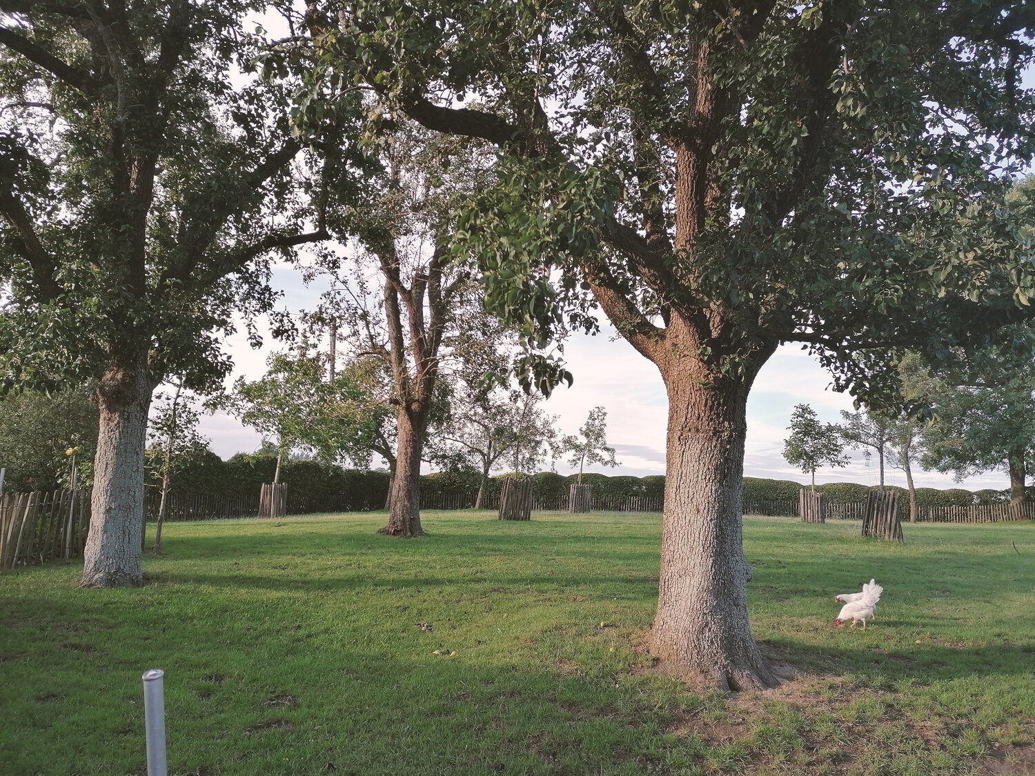 - image: 13