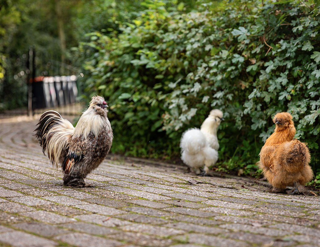 Natuurhuisje in Kedichem