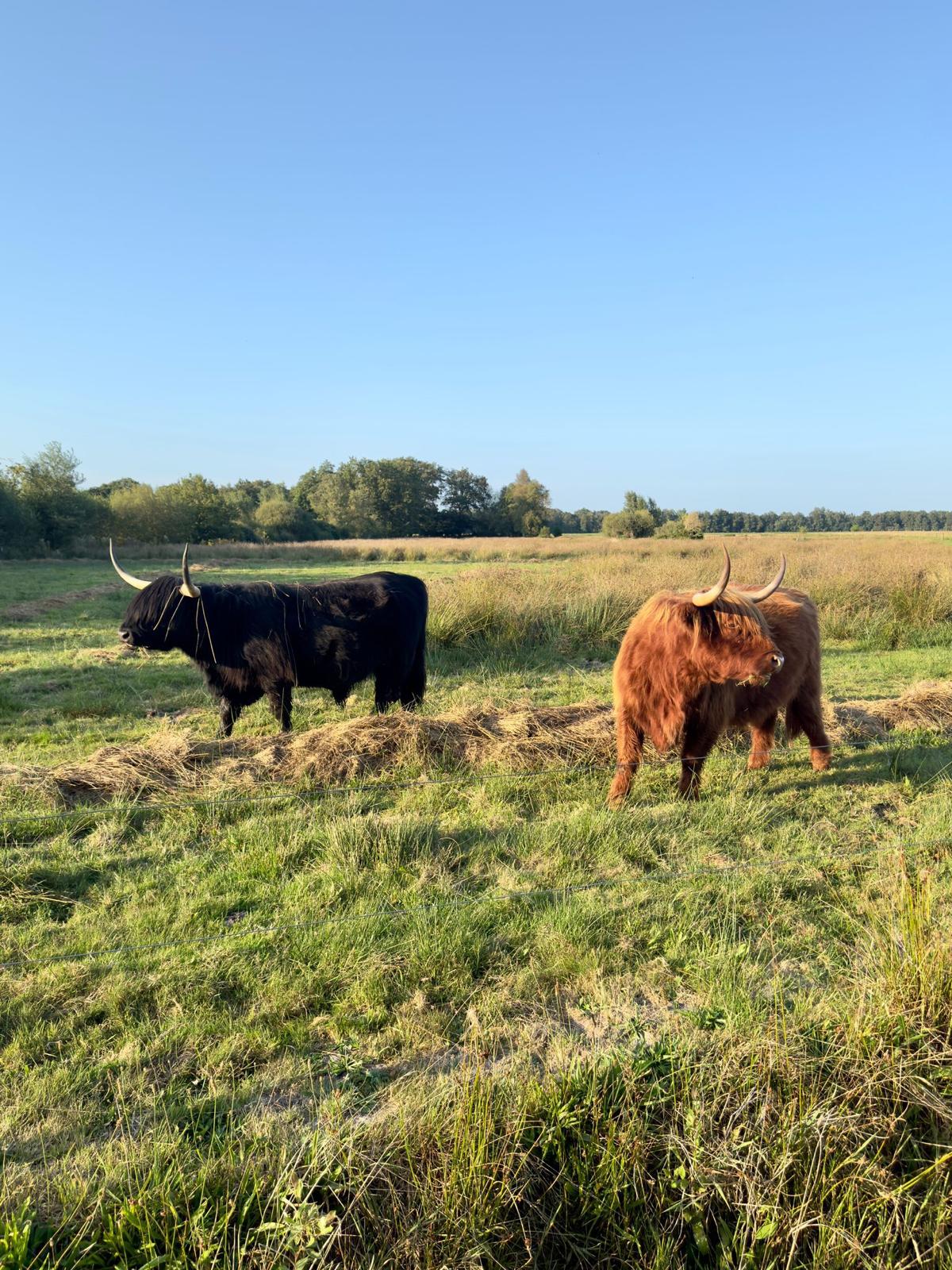 Casa nella natura a Balloërveld