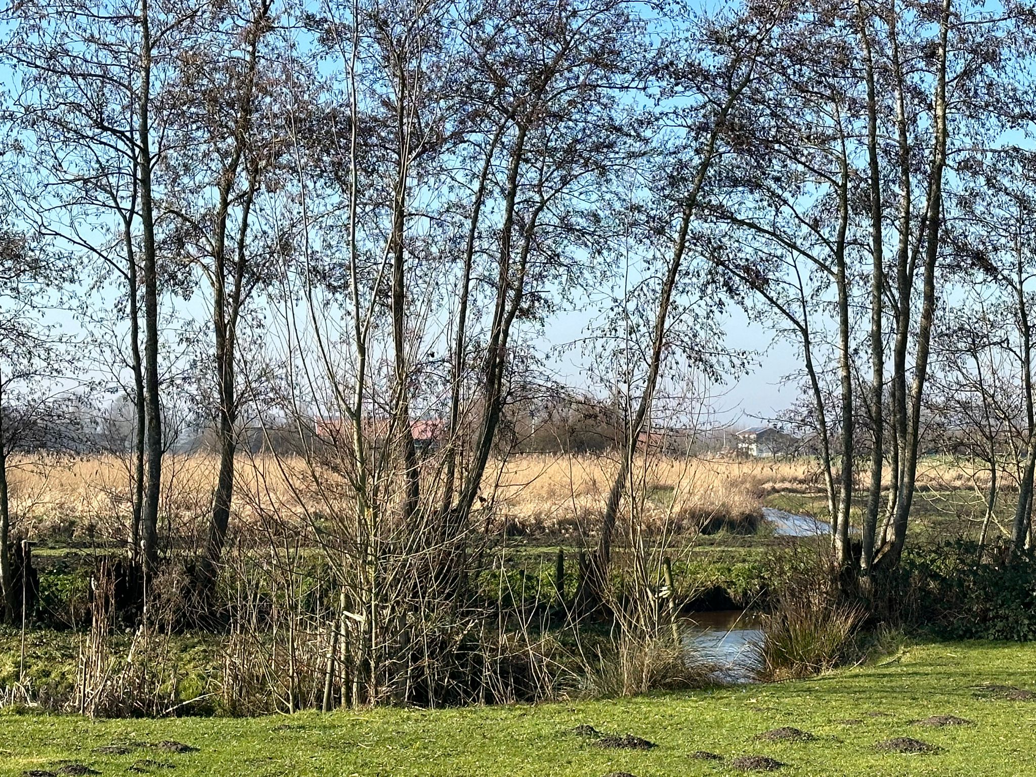 Maison nature à Strijen