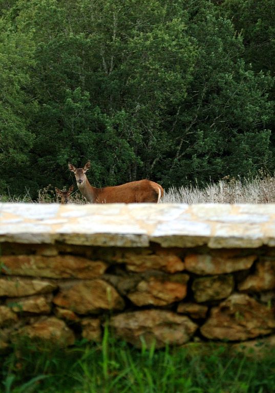 Casa nella natura a Le Bugue