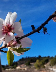 Nature house in Hondon de las nieves