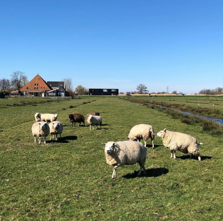 Casa nella natura a Oostknollendam