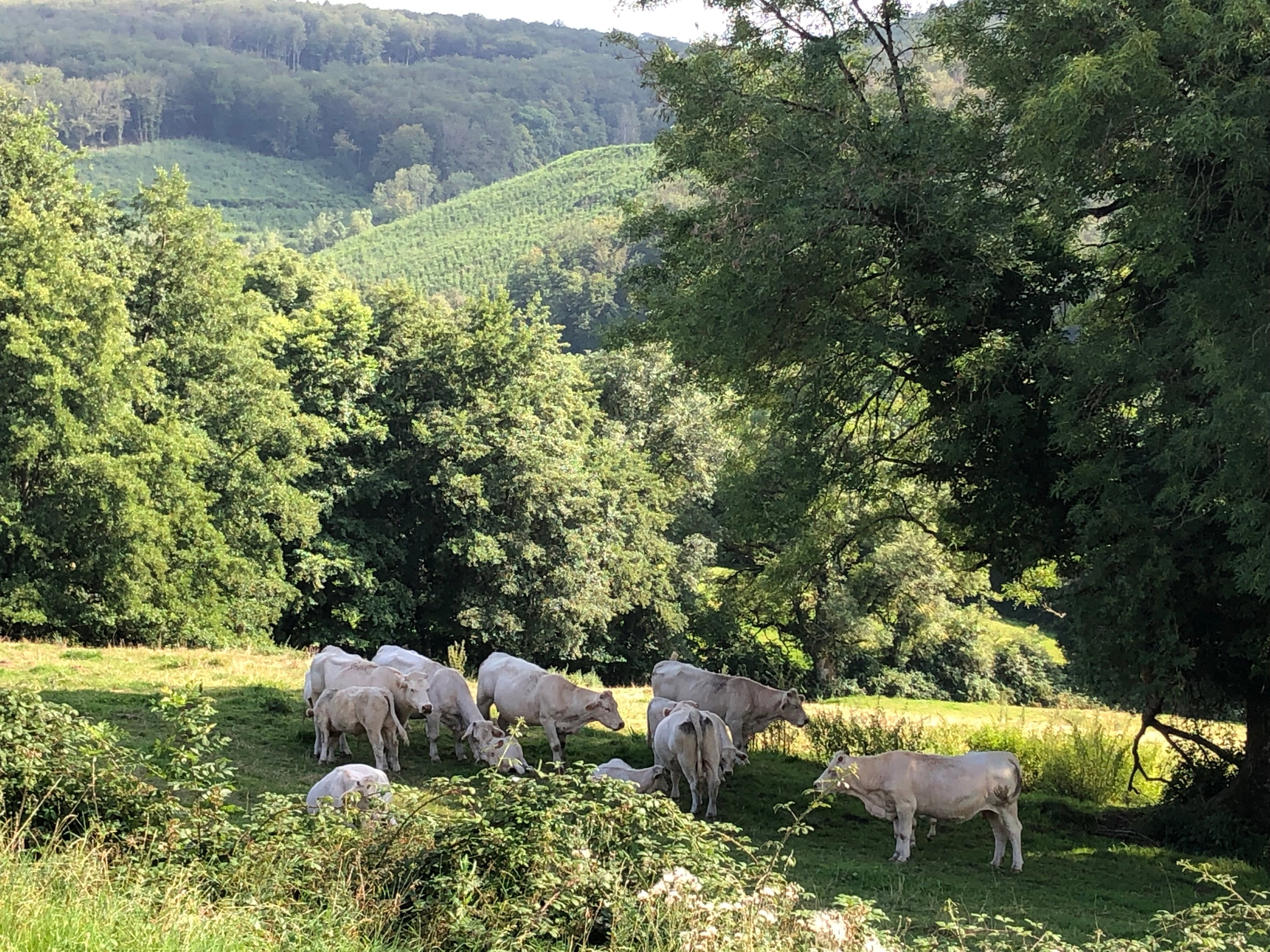 Casa nella natura a Vouchot