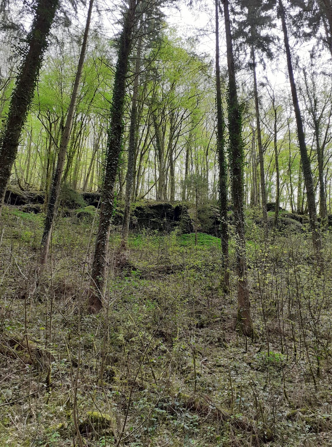 Natuurhuisje in La roche-en-ardenne