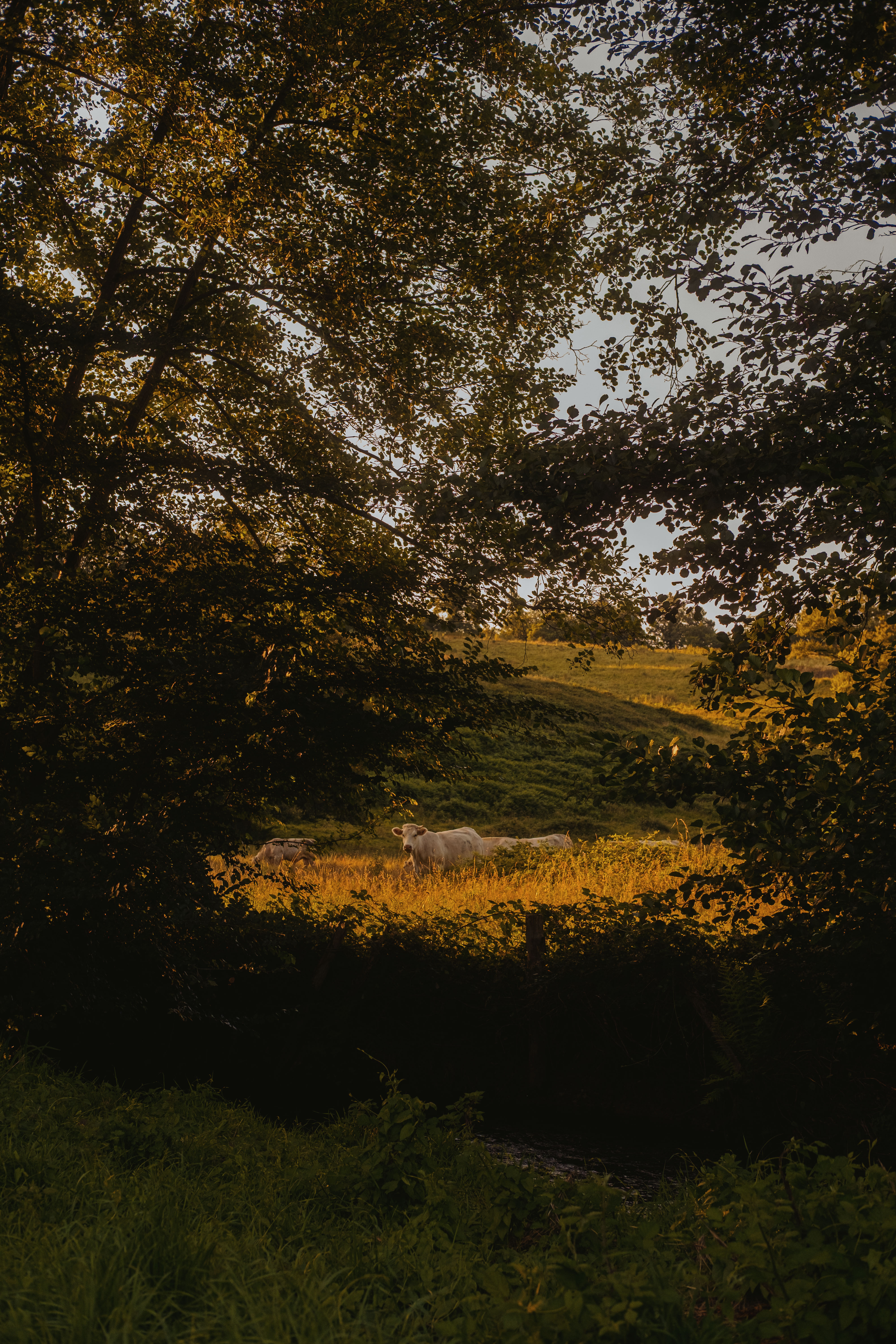 Nature house in Crozon-sur-Vauvre