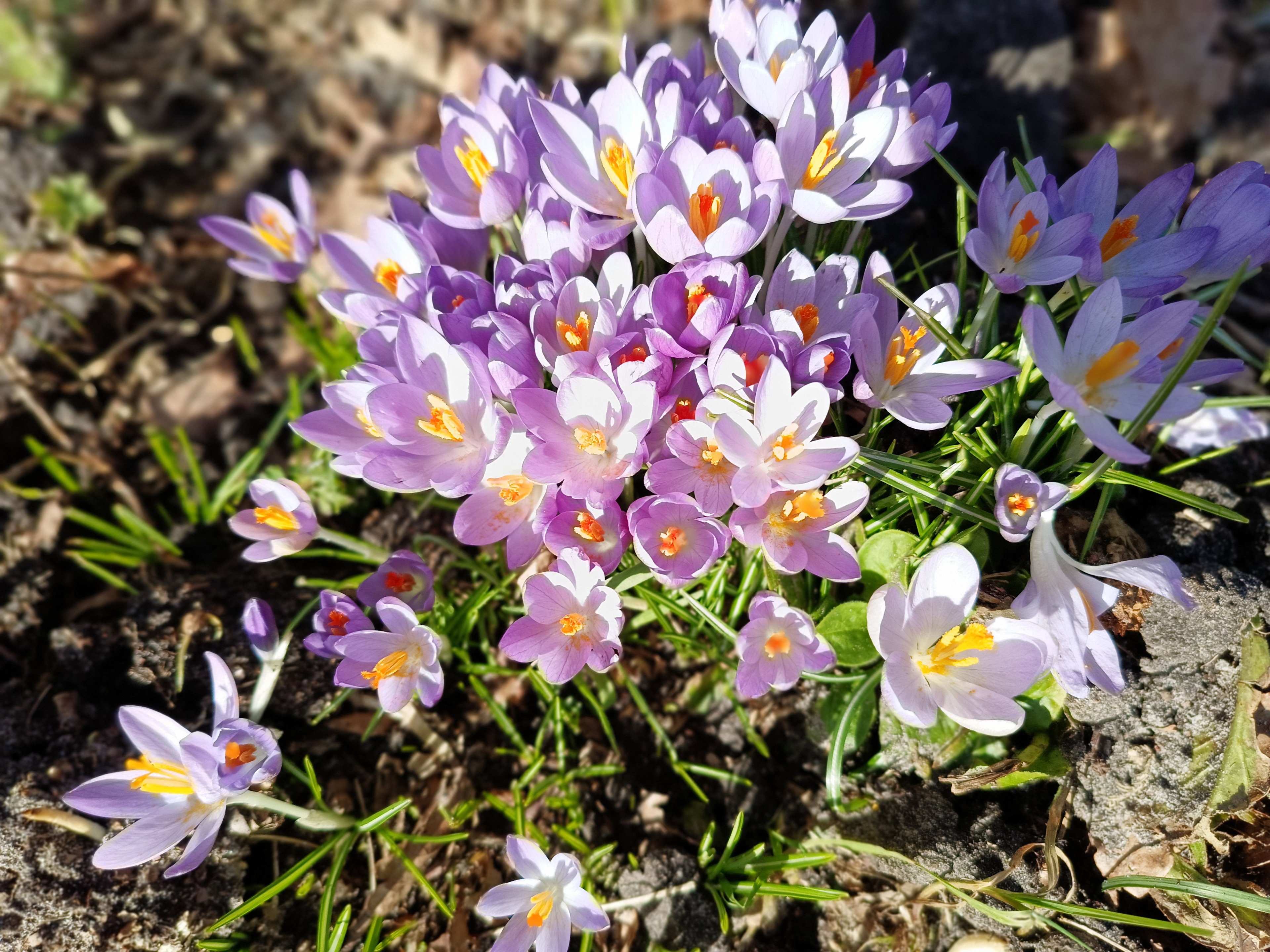 Natuurhuisje in Opende