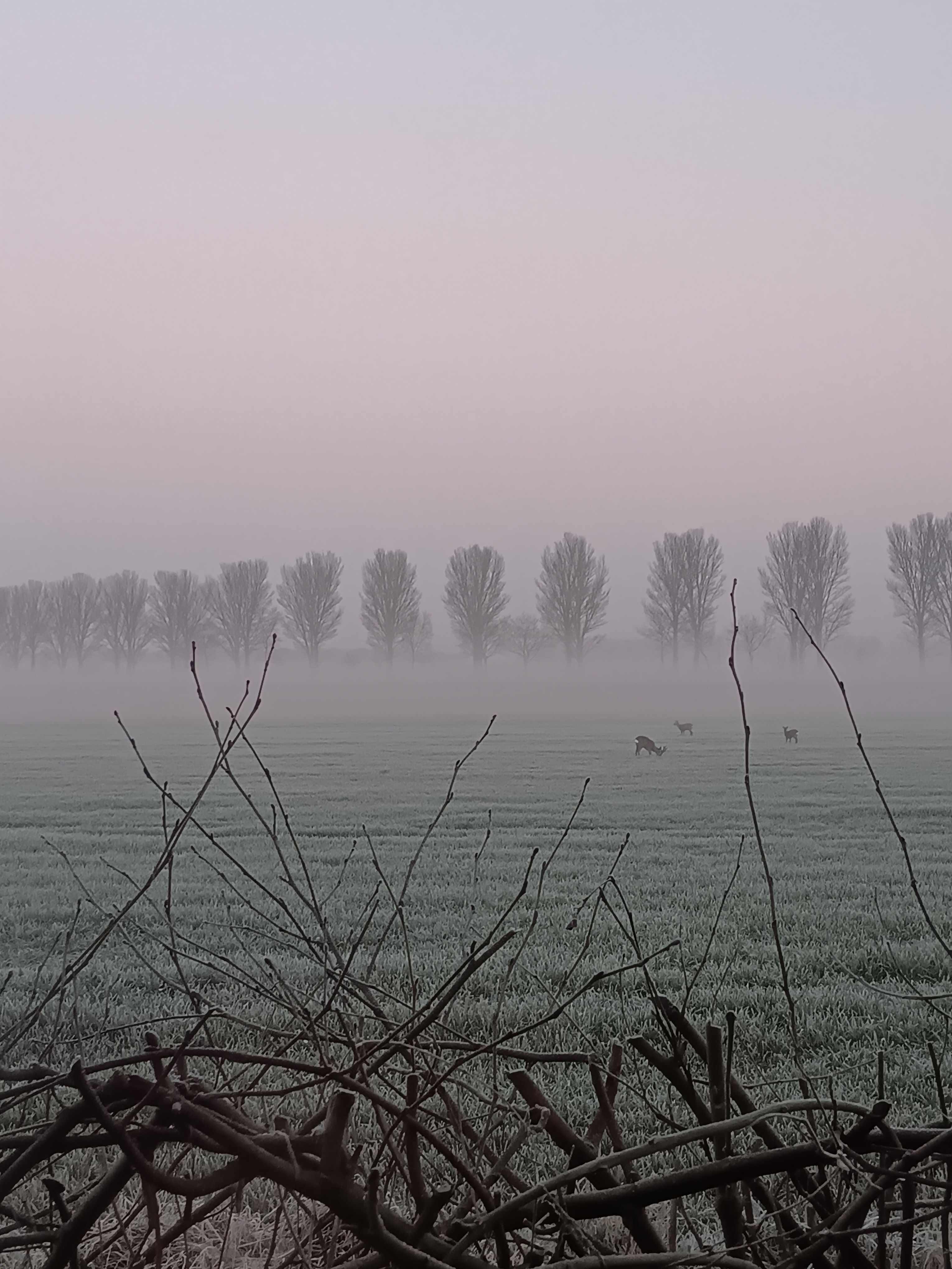 - image: 15