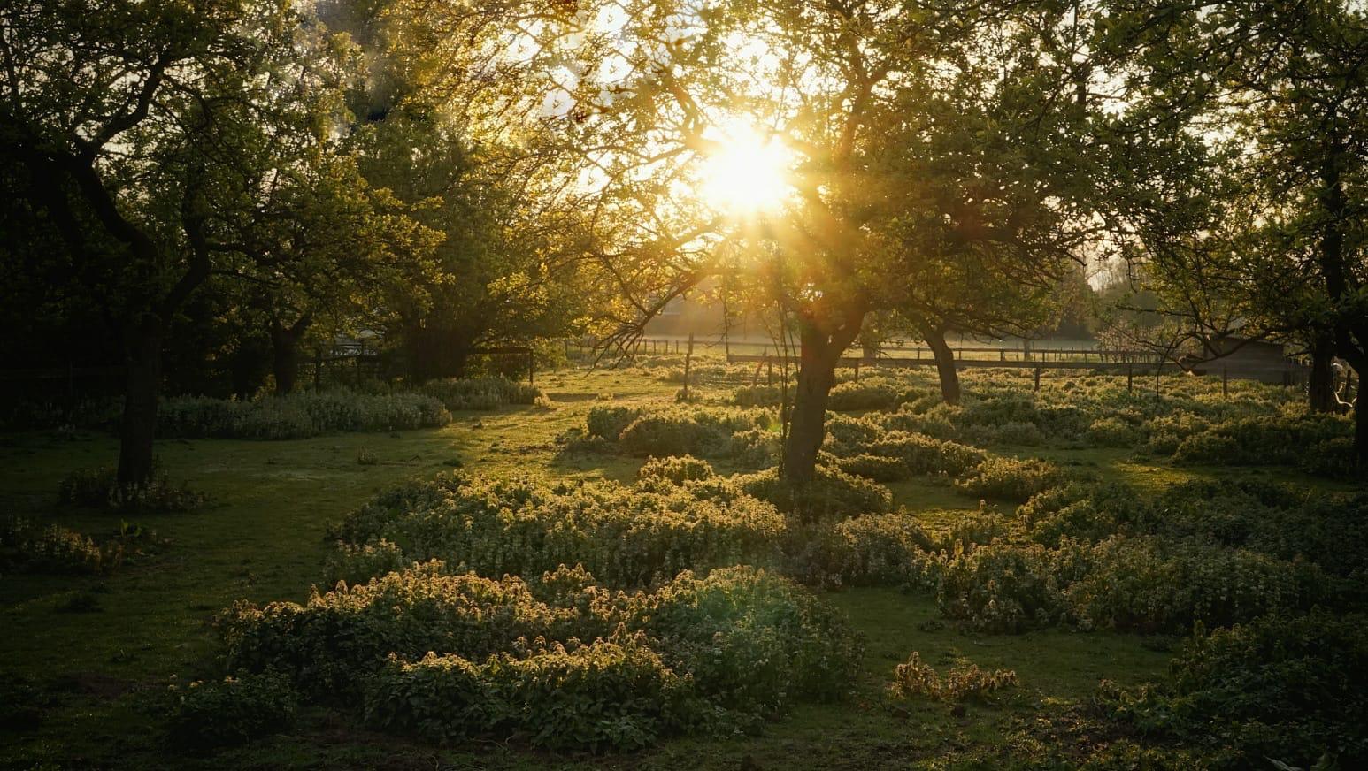 Casa nella natura a Winssen