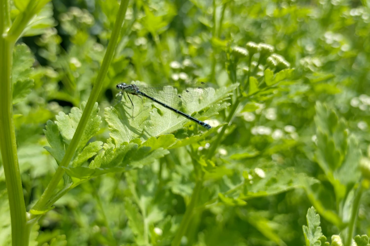 Natuurhuisje in Nijbroek
