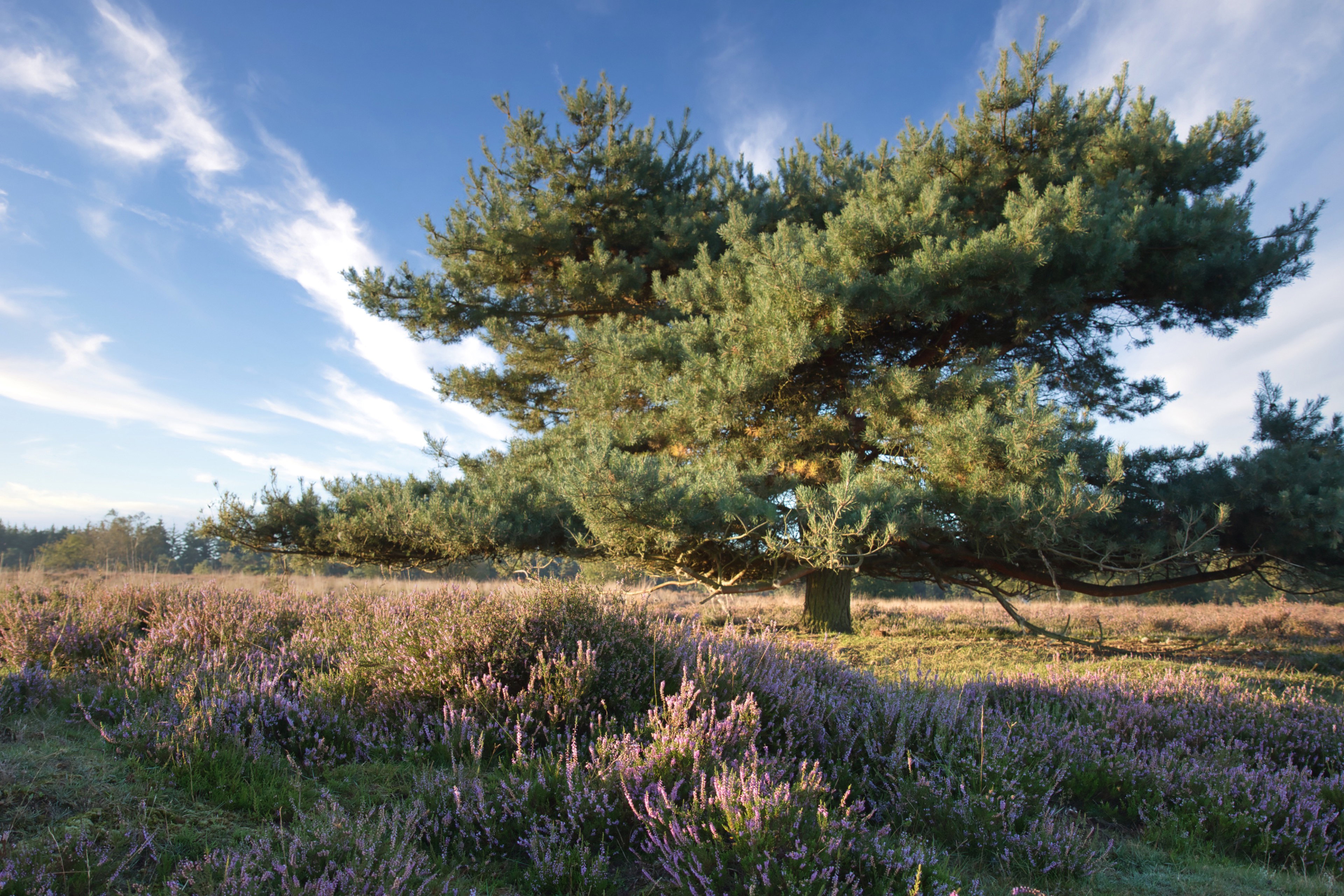 Natuurhuisje in Nunspeet