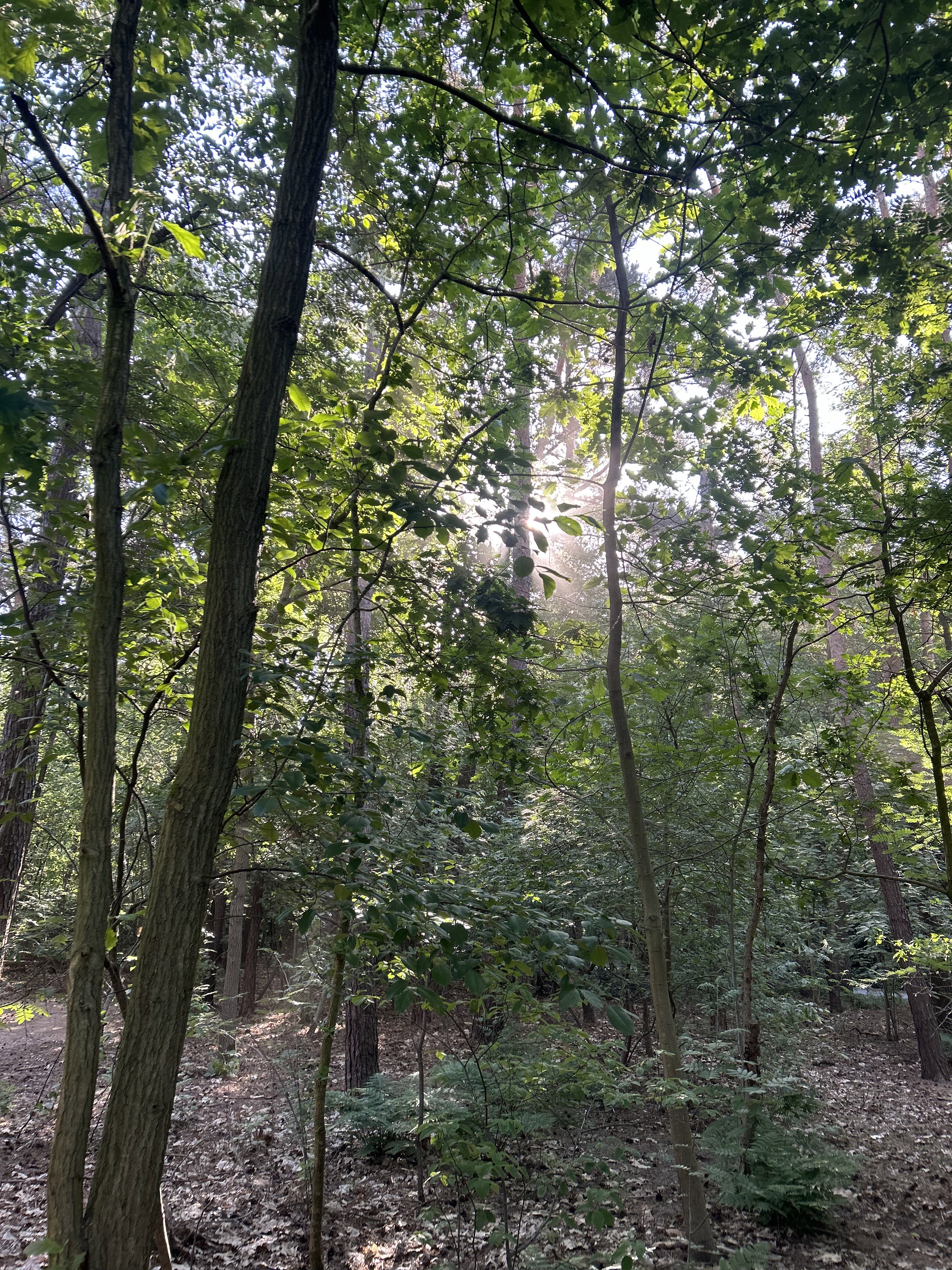 Naturhäuschen in Wuustwezel