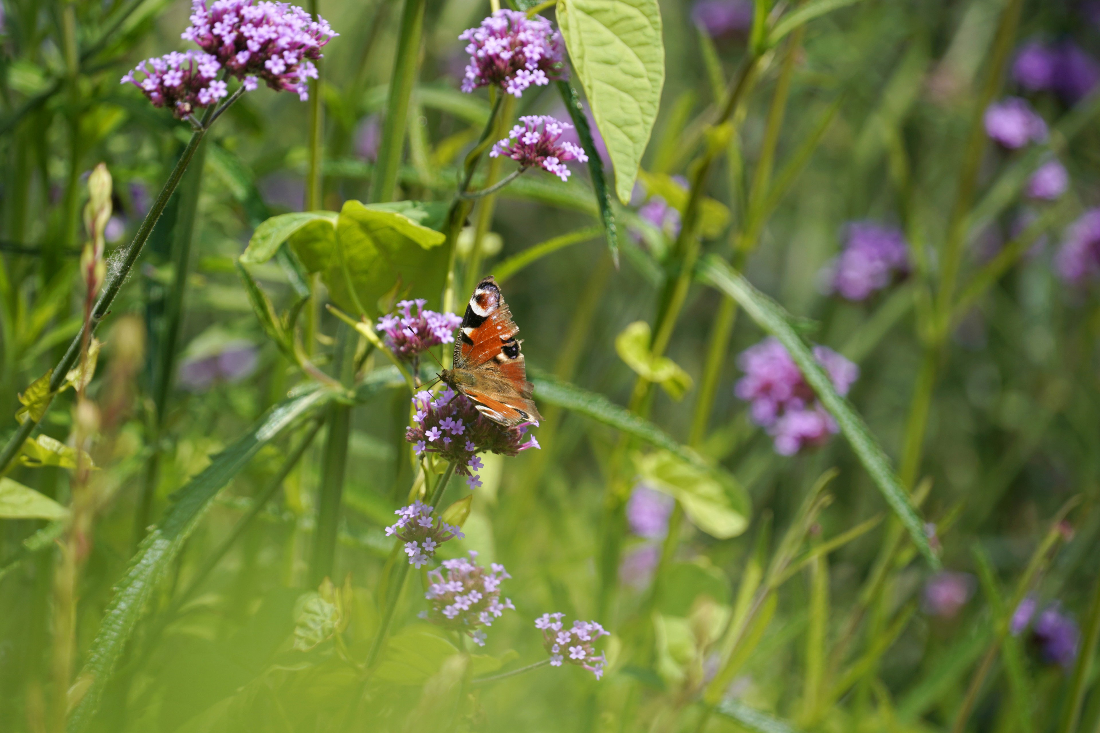 Natuurhuisje in FRASNES LEZ ANVAING