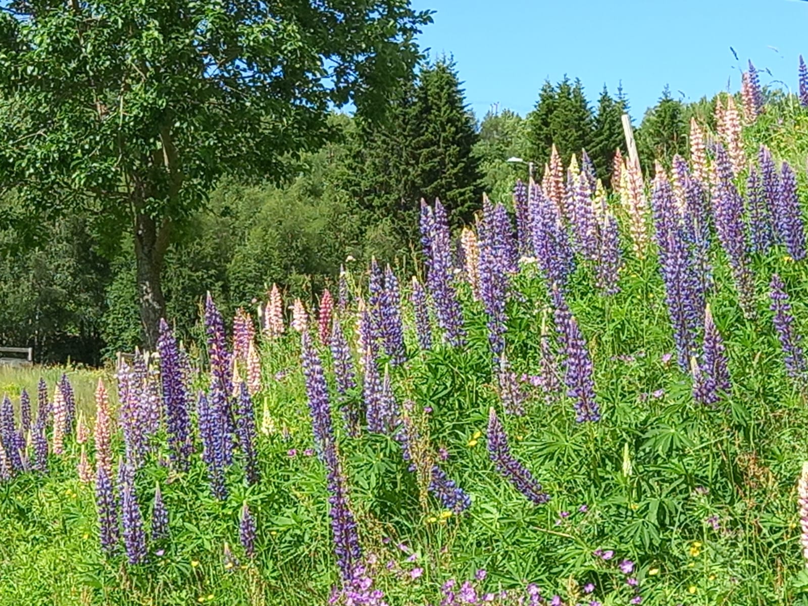 Naturhäuschen in Bykle