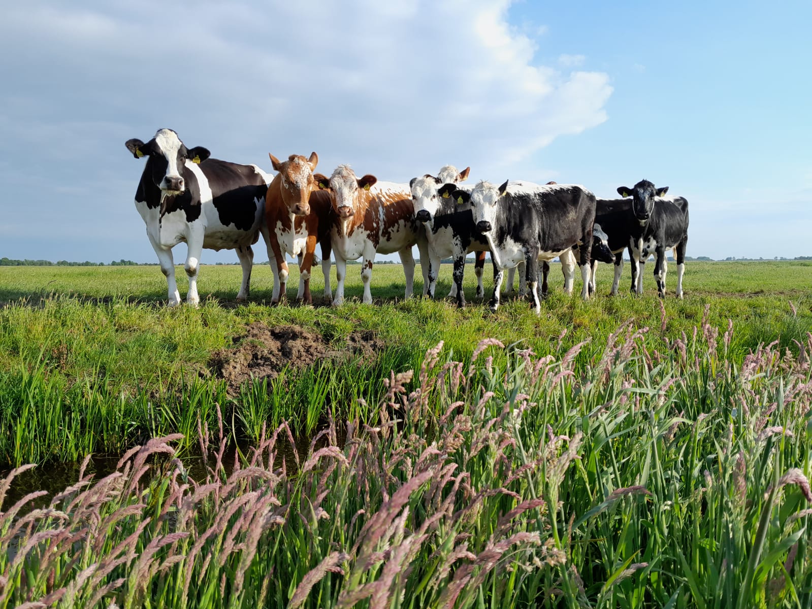 Naturhäuschen in Tersoal