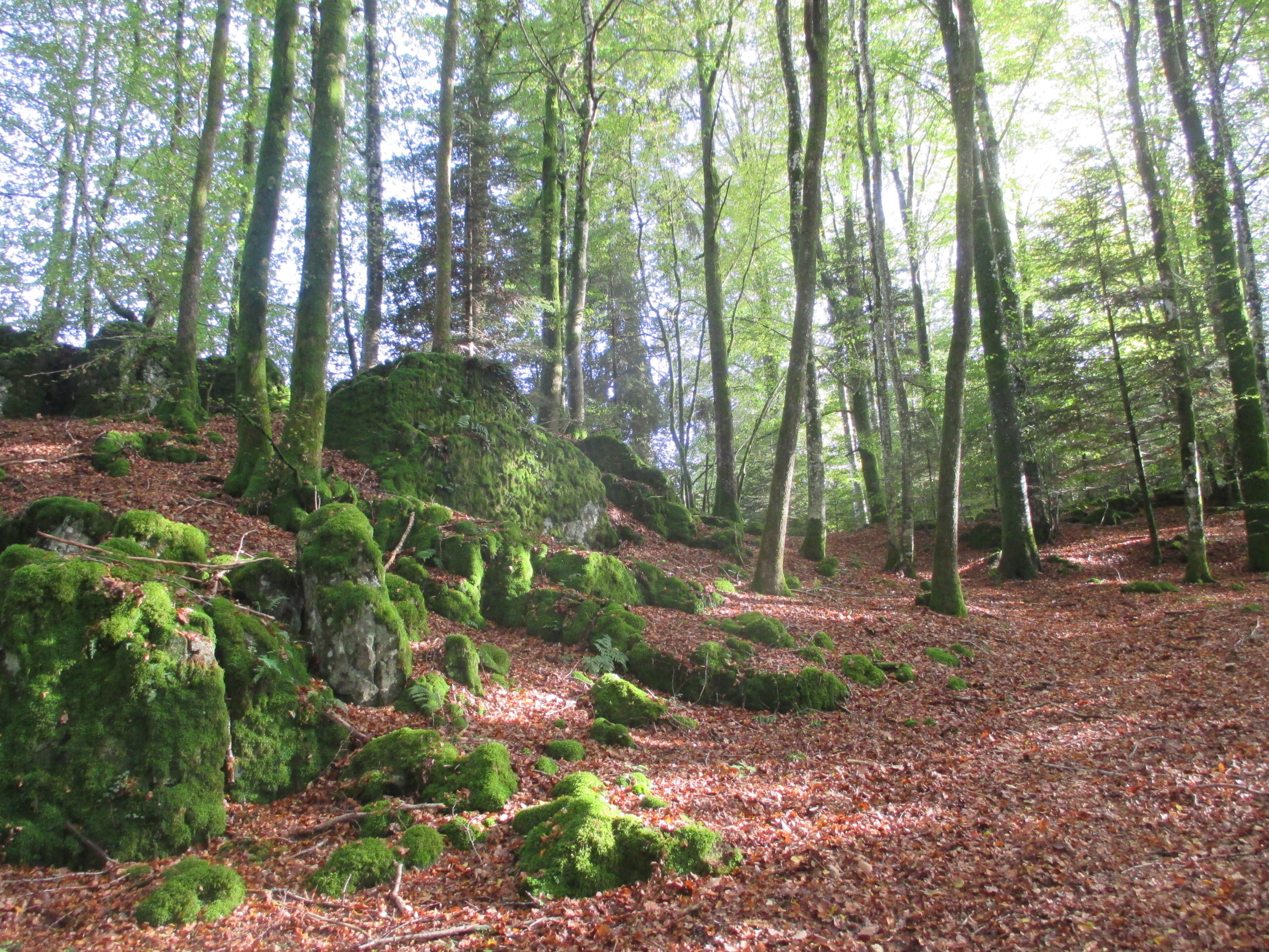- image: 12