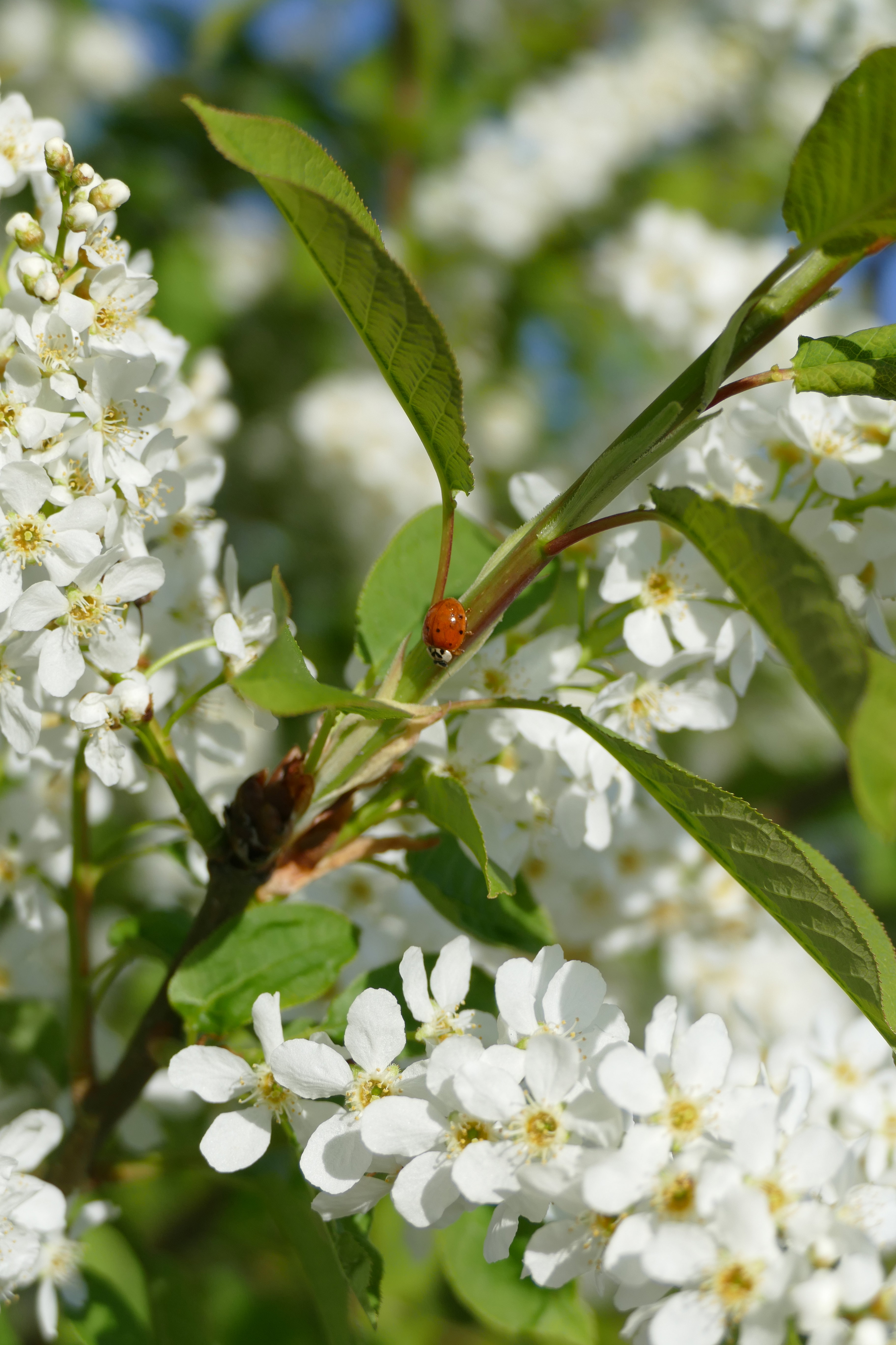 Naturhäuschen in Ulvenhout