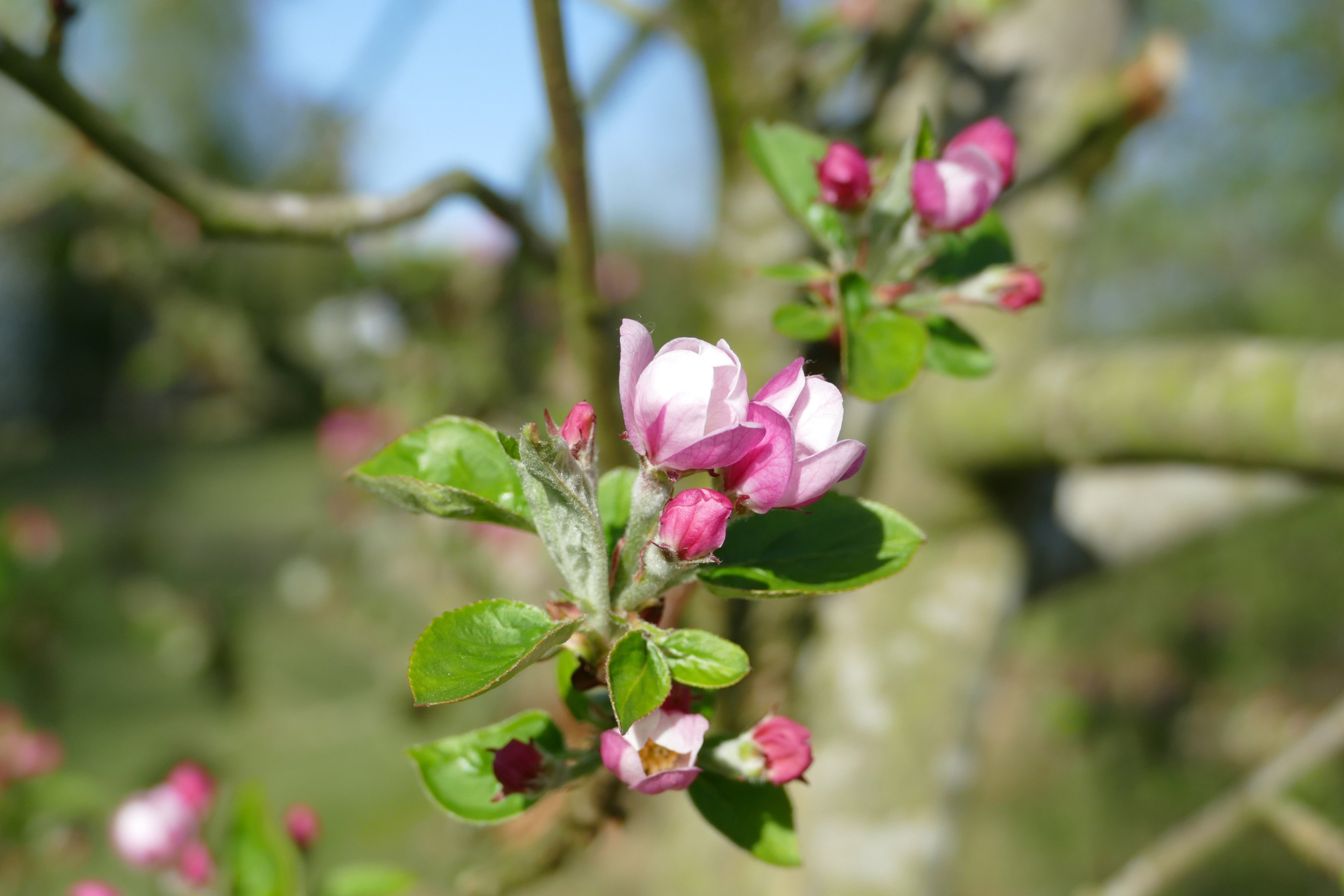 Natuurhuisje in Ulvenhout