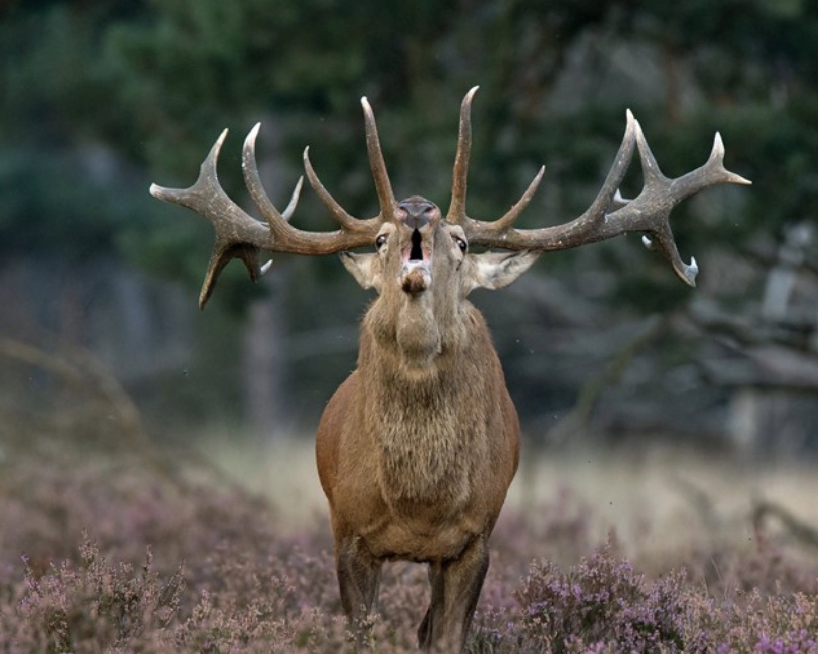 Natuurhuisje in Garderen