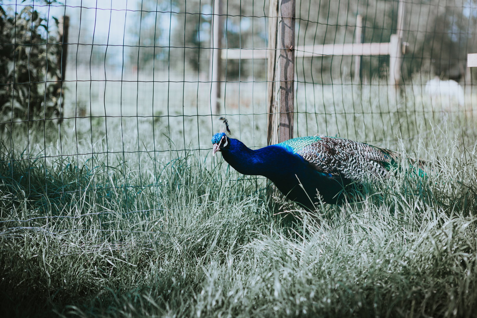 Casa nella natura a Zedelgem