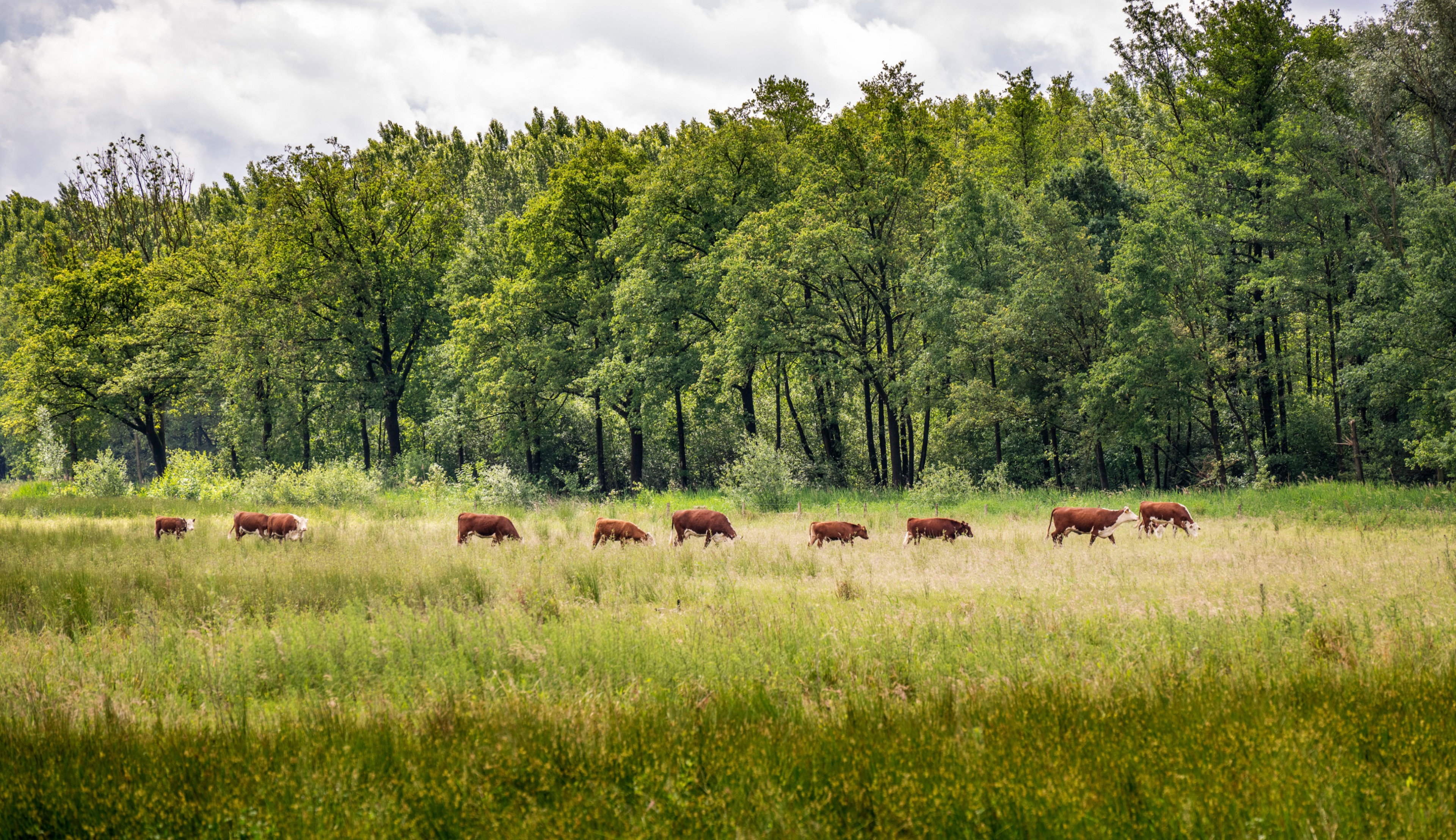 - image: 18