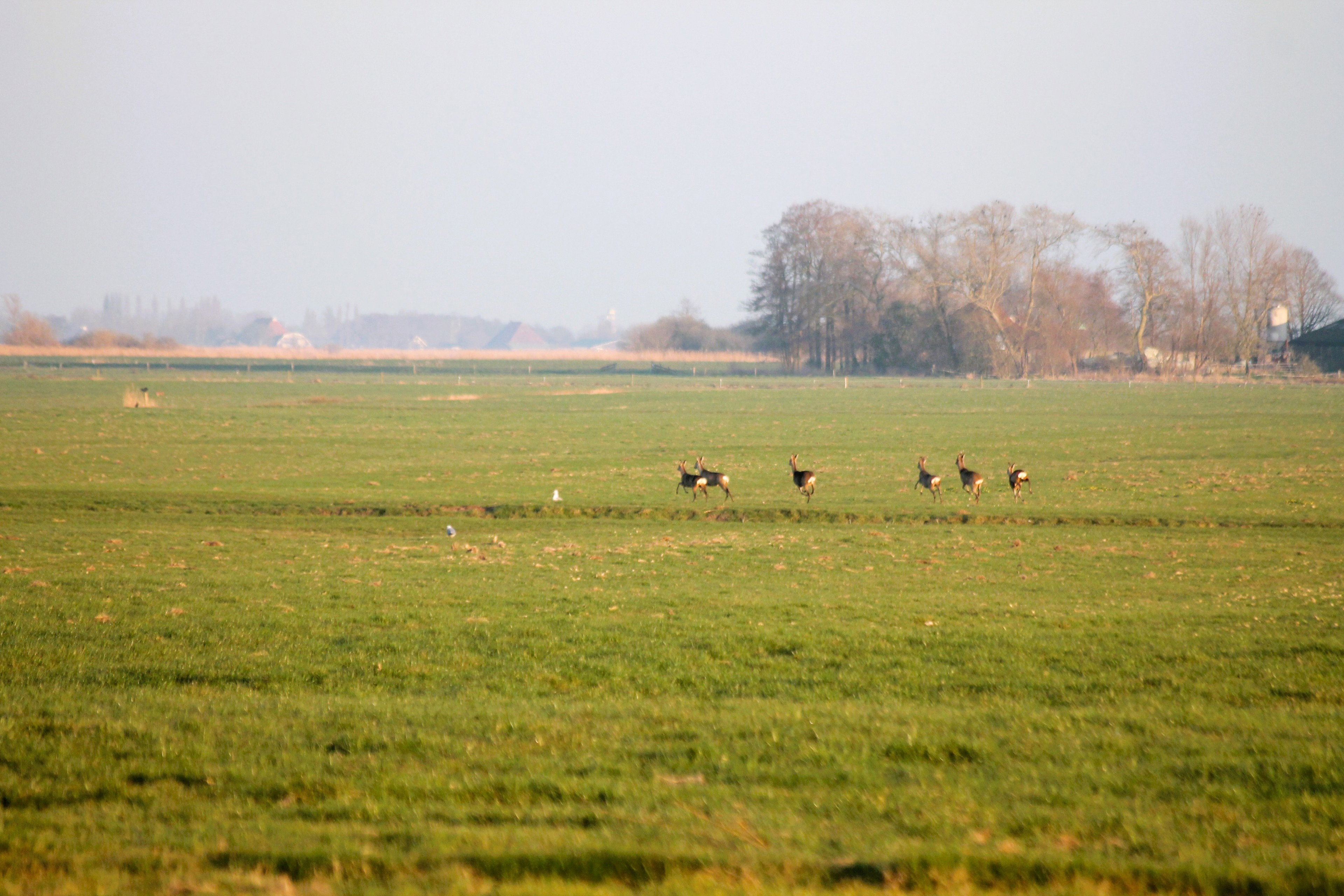 Naturhäuschen in Tjerkgaast
