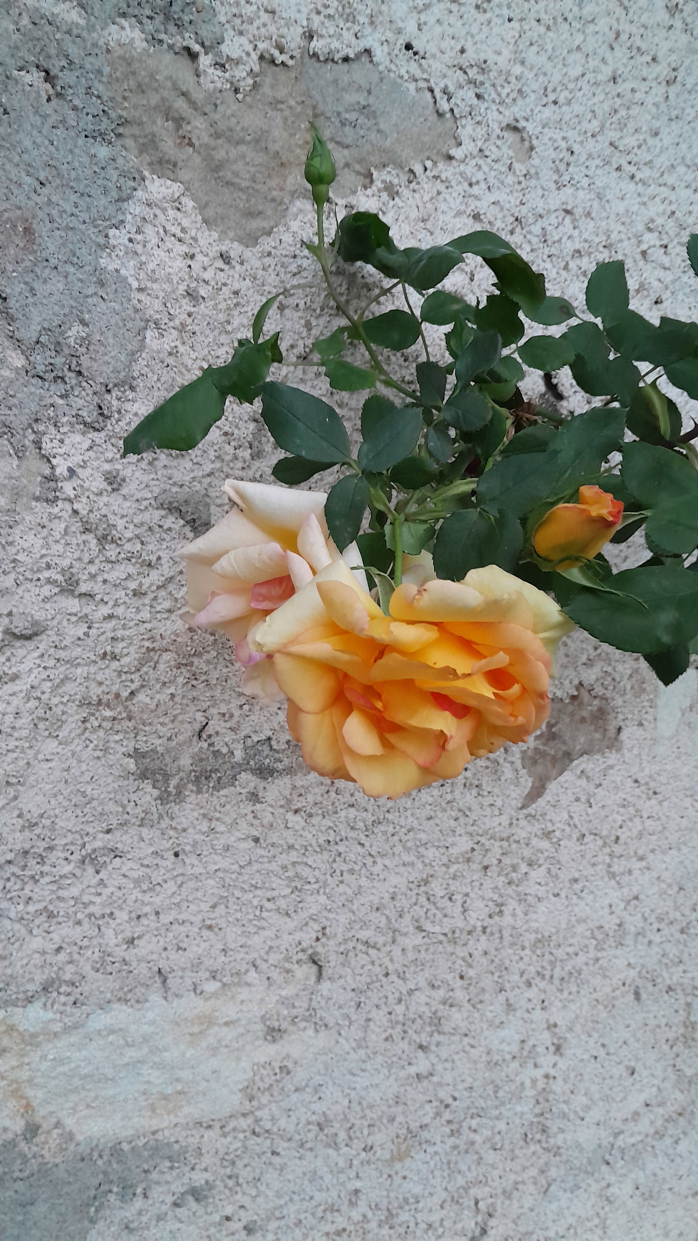 - image: 14