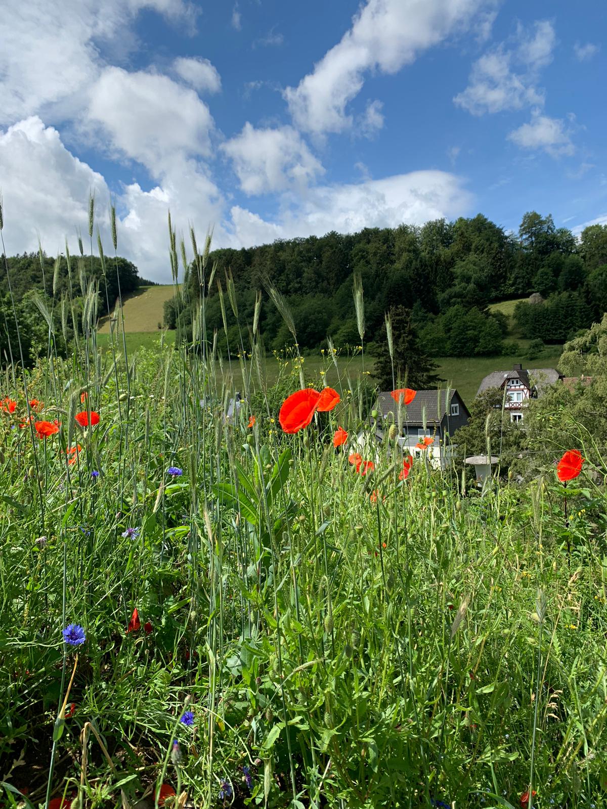 Natuurhuisje in Willingen Schwalefeld