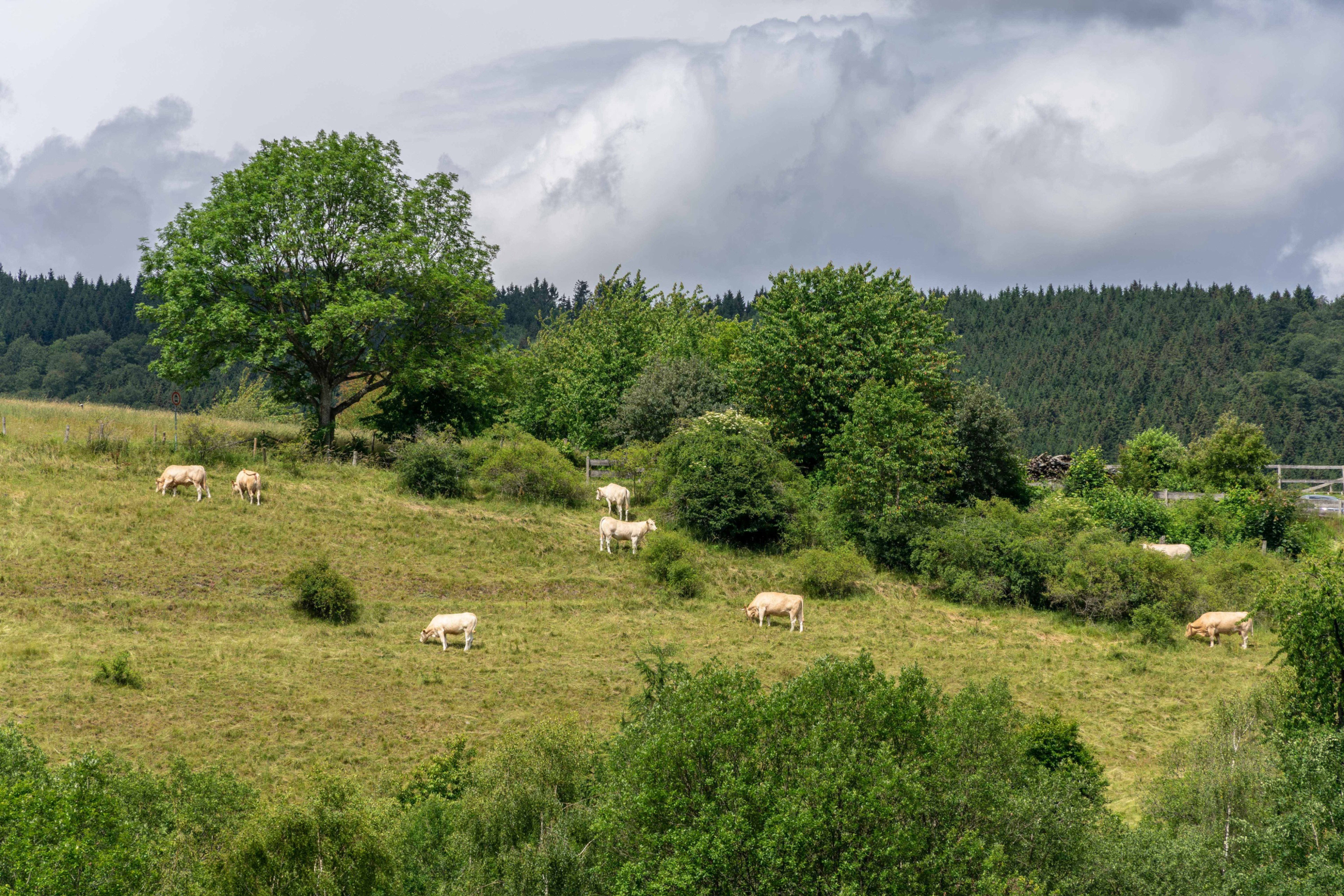 Natuurhuisje in Willingen Schwalefeld
