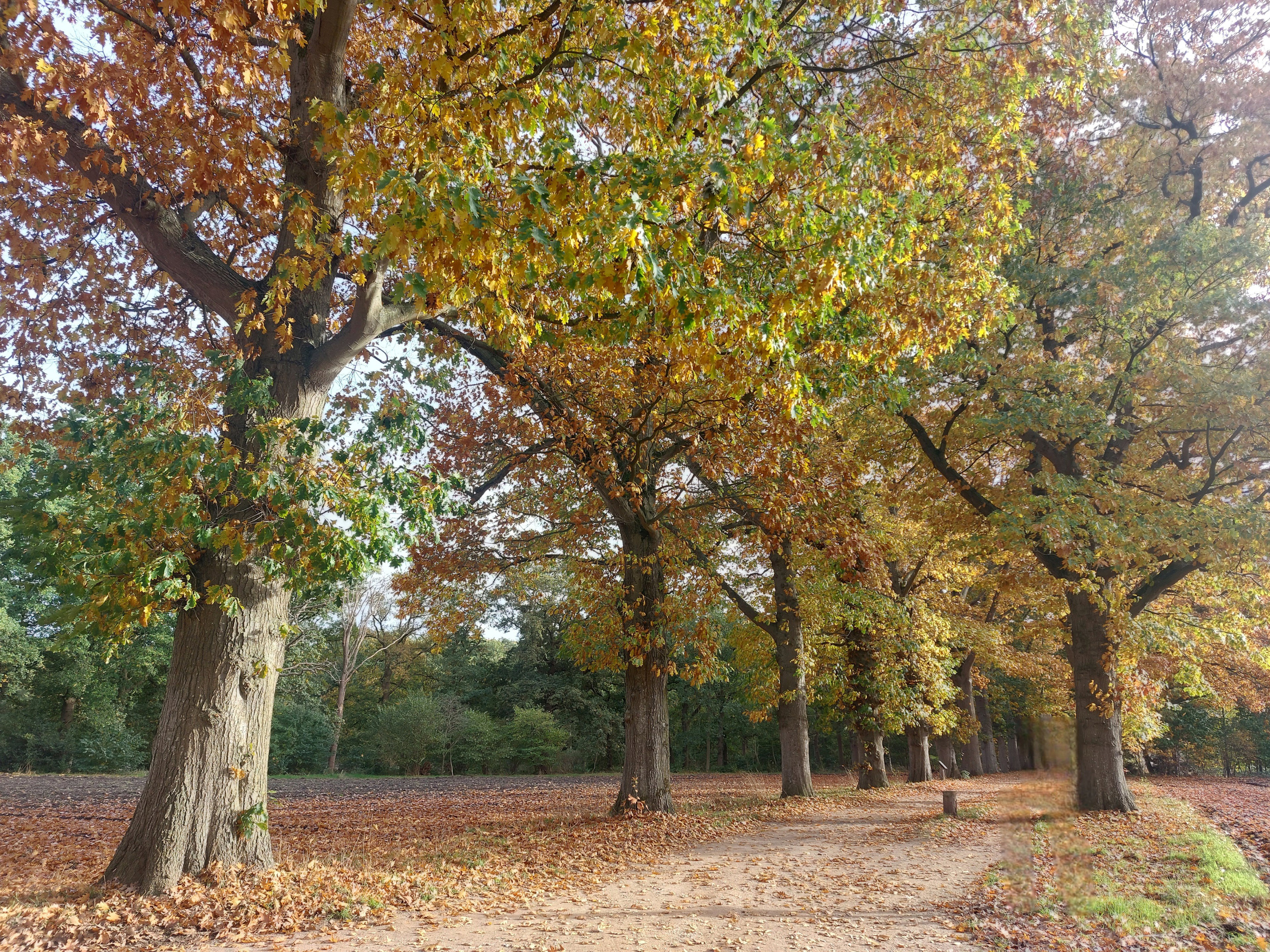 - image: 11
