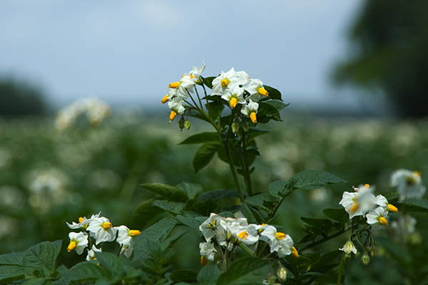 - image: 15