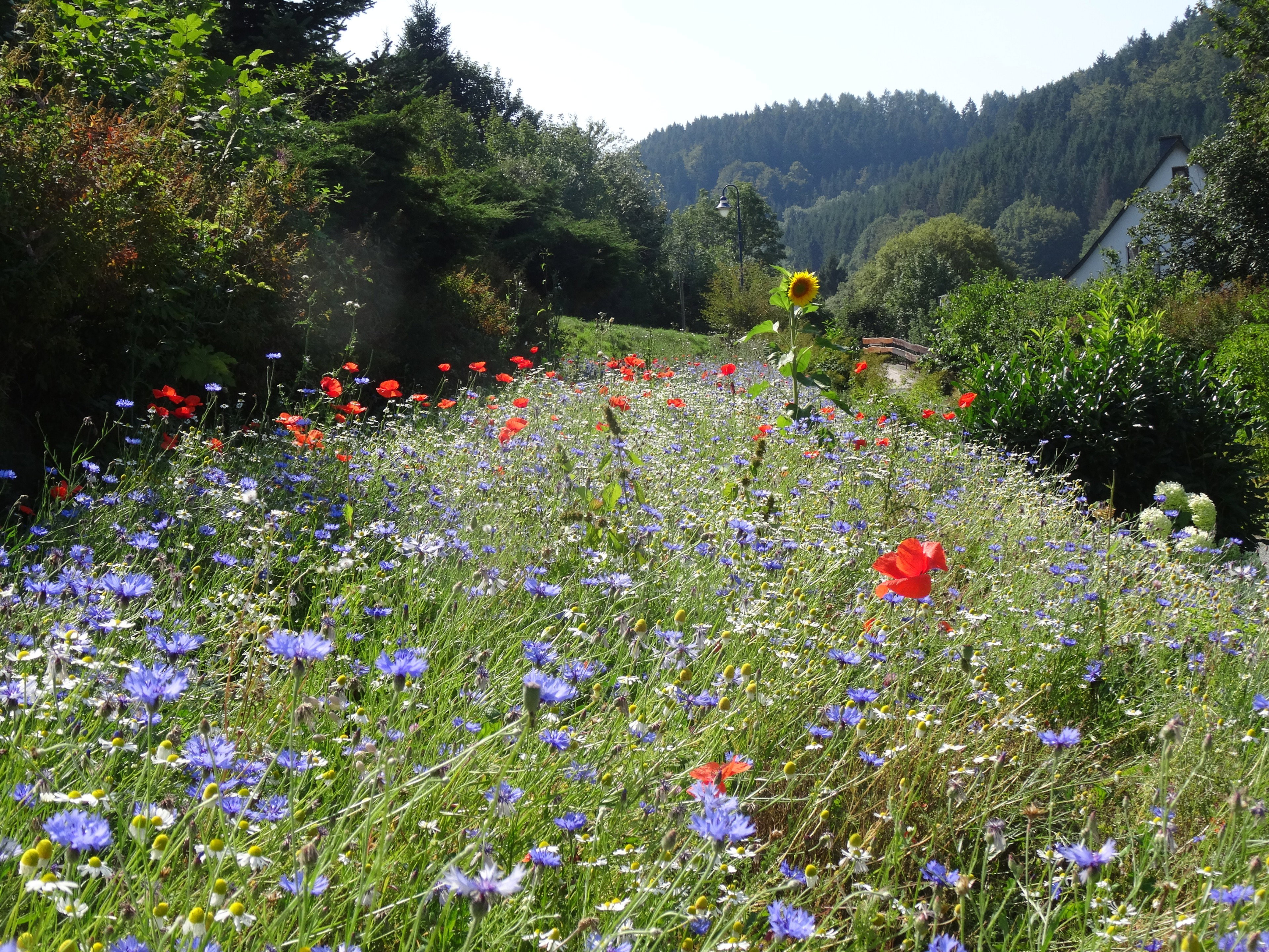 Natuurhuisje in Willingen Schwalefeld