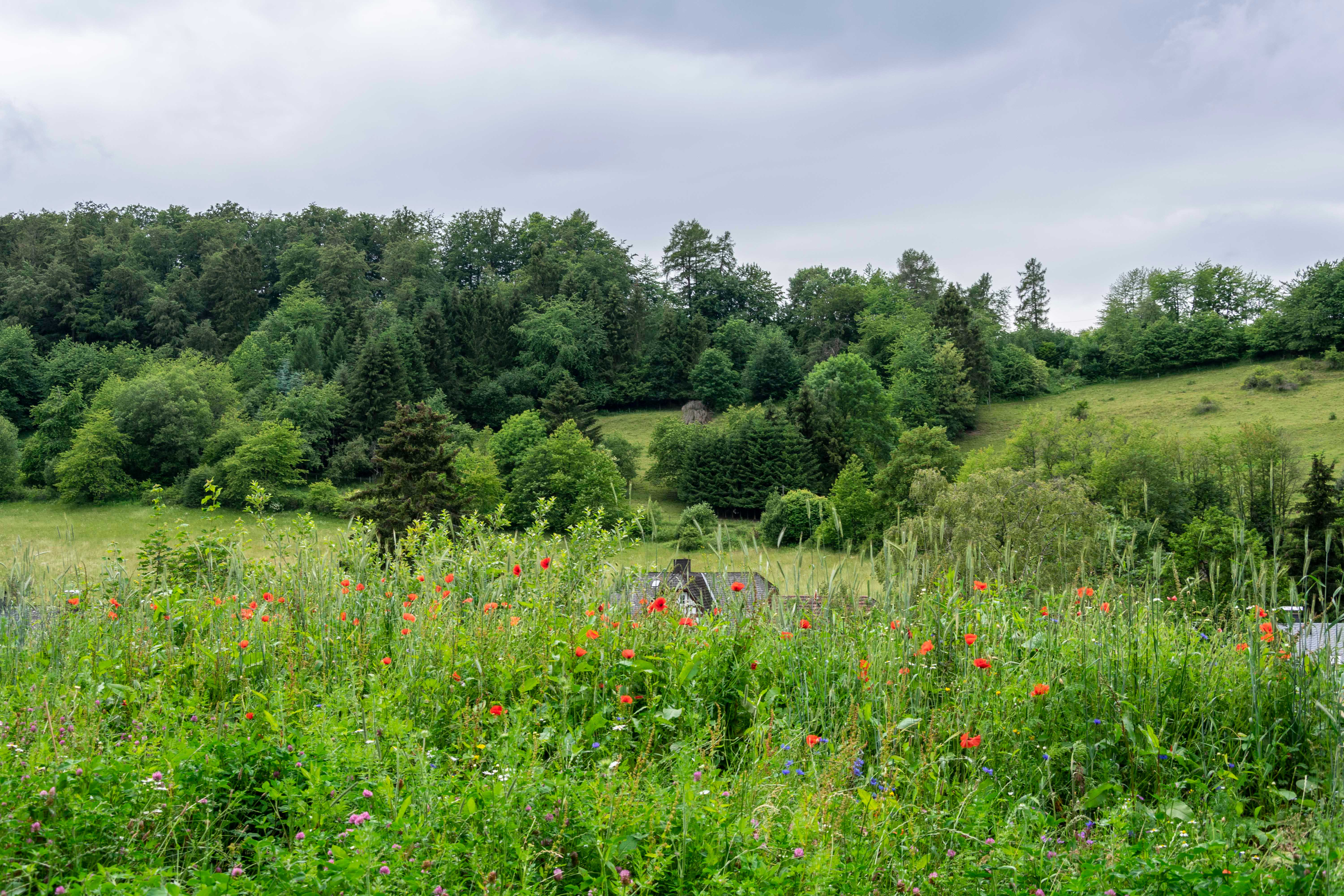 Natuurhuisje in Willingen Schwalefeld