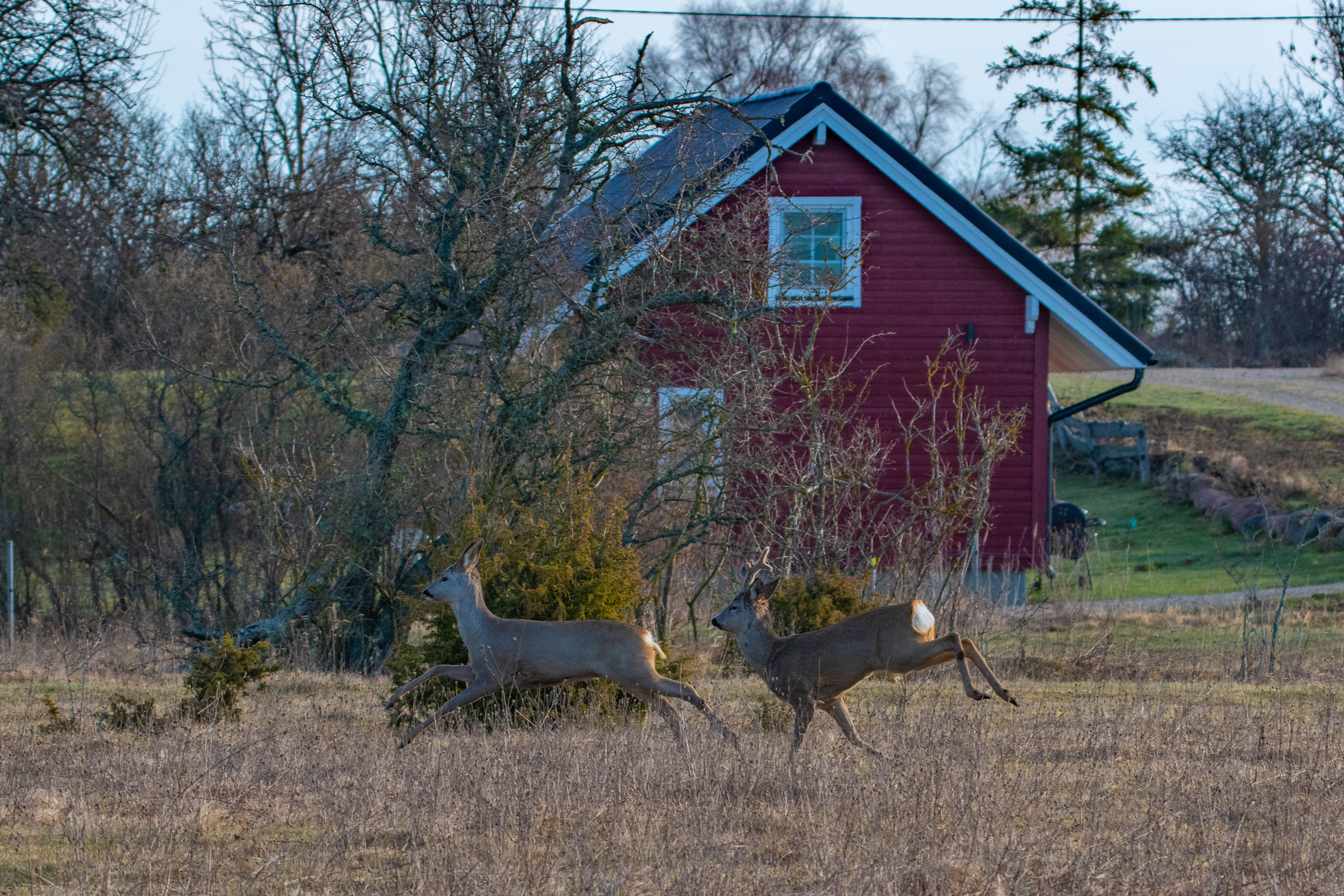 Naturhäuschen in Anne's Cottage