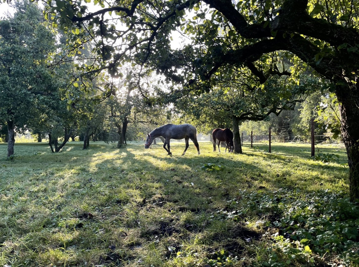 Natuurhuisje in Nieuwe Niedorp
