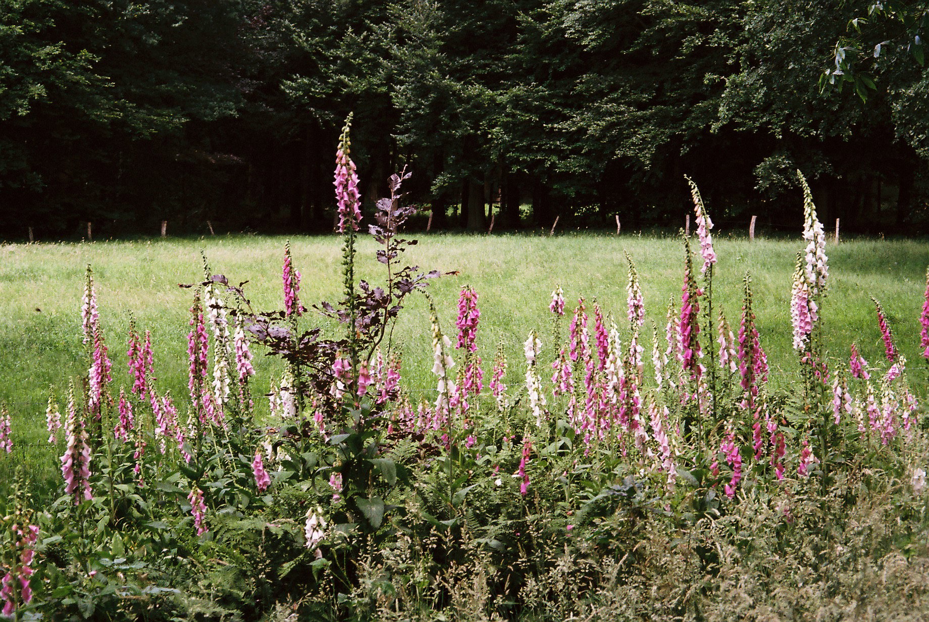 Nature house in Zelhem