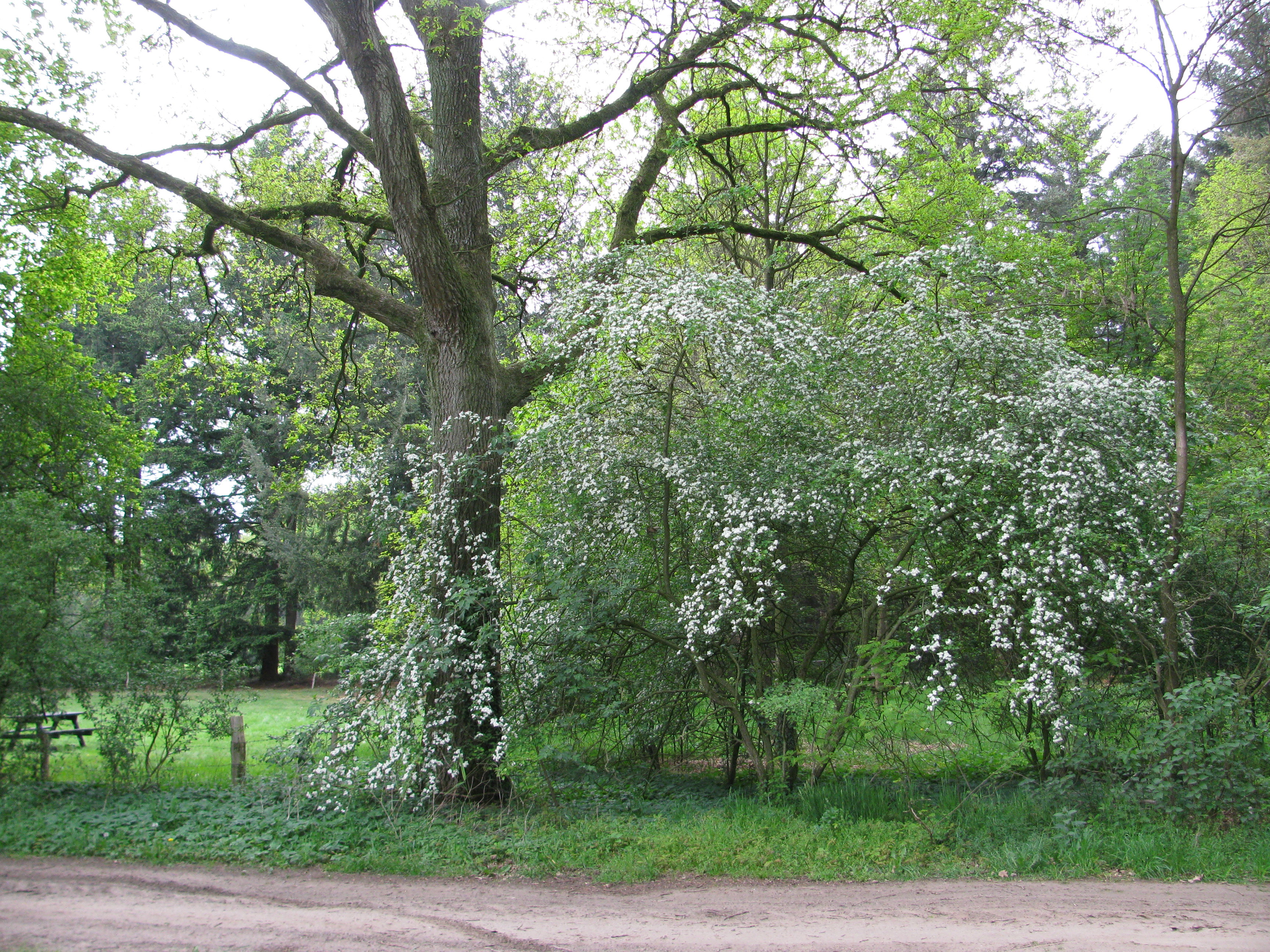 - image: 13
