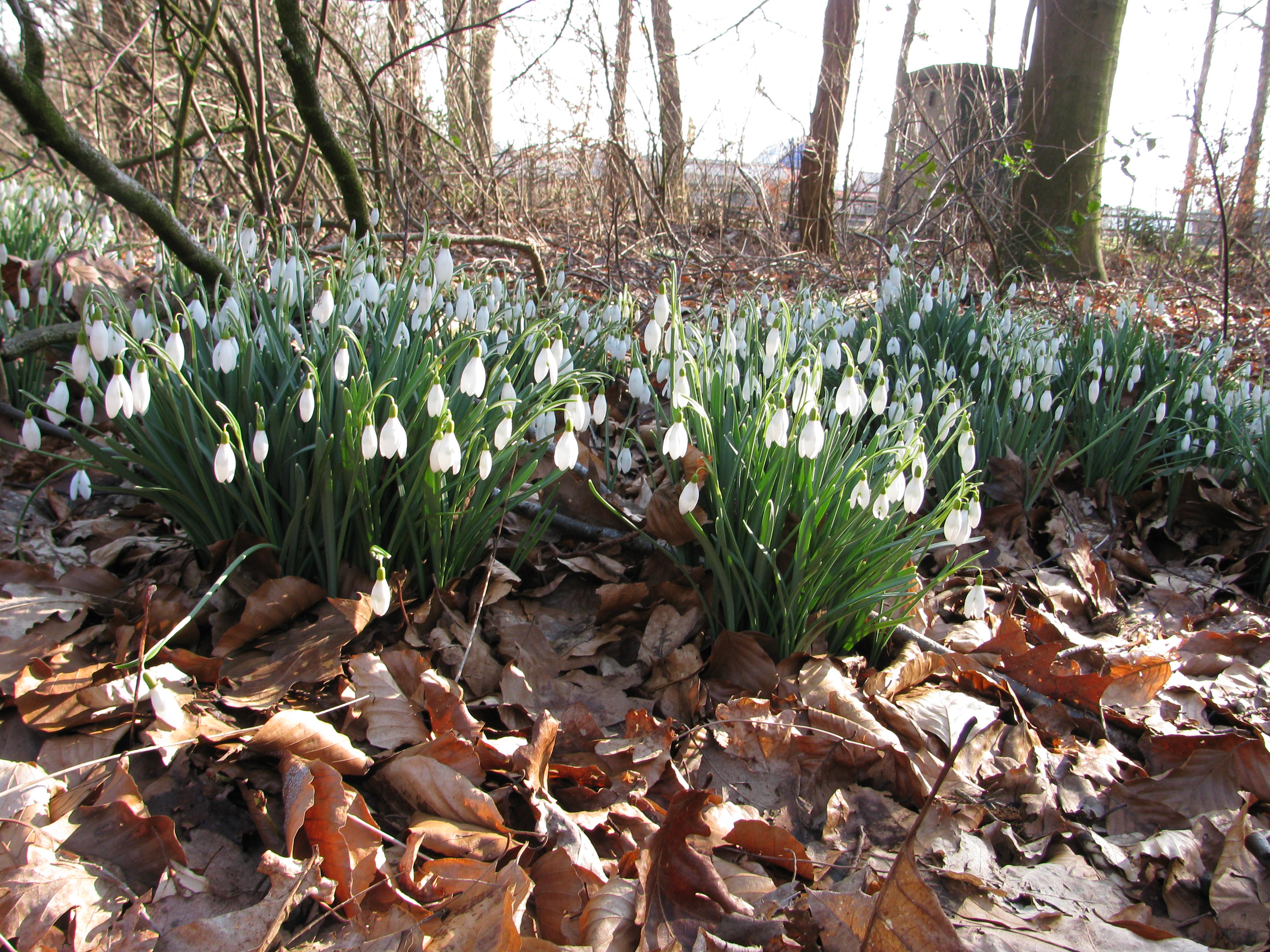 Nature house in Zelhem