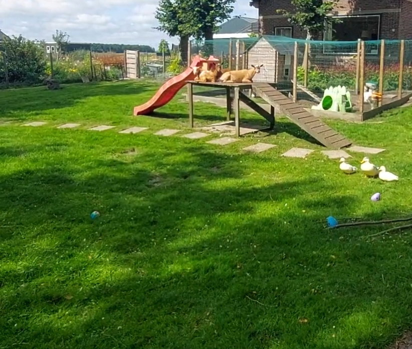 - image: 21