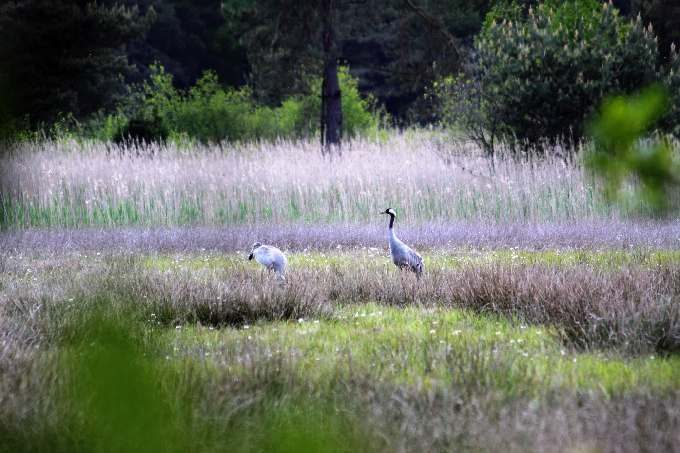 Natuurhuisje in Haaksbergen