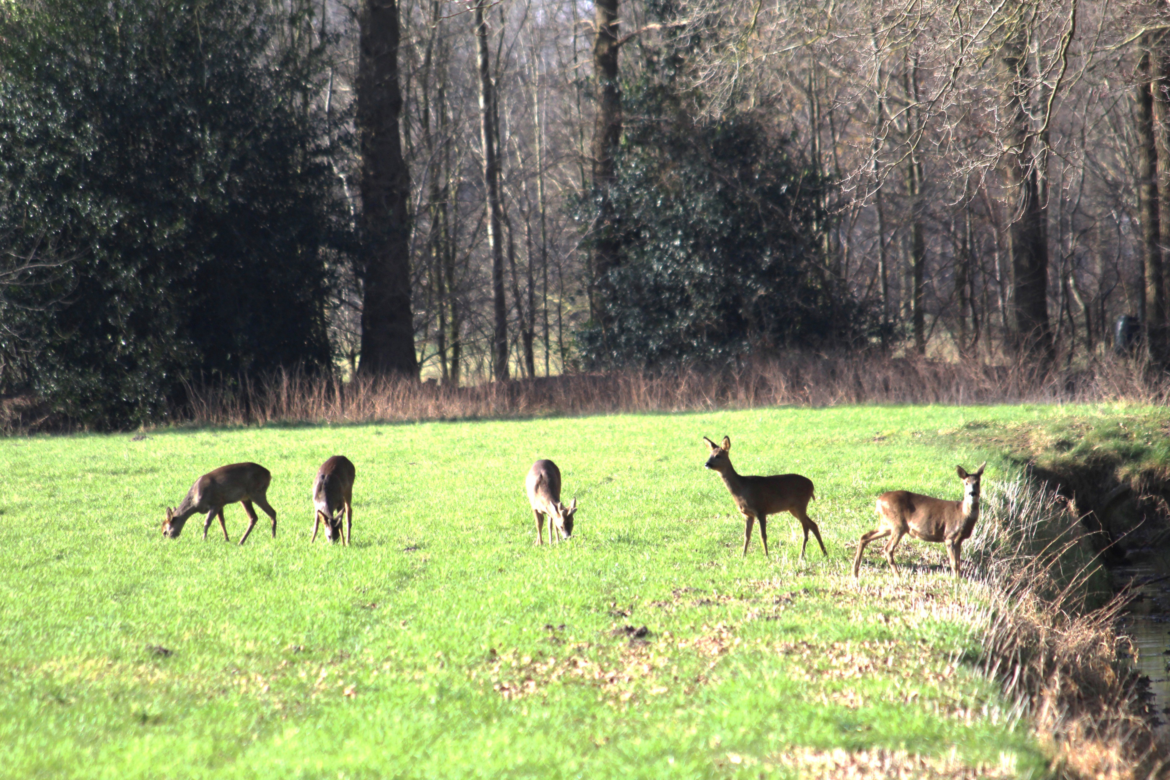 Natuurhuisje in Haaksbergen
