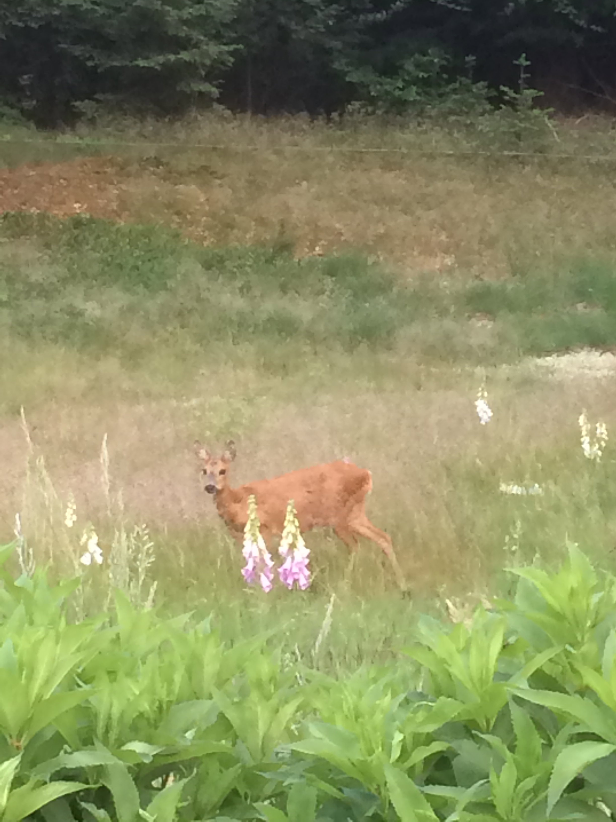 Nature house in Zelhem