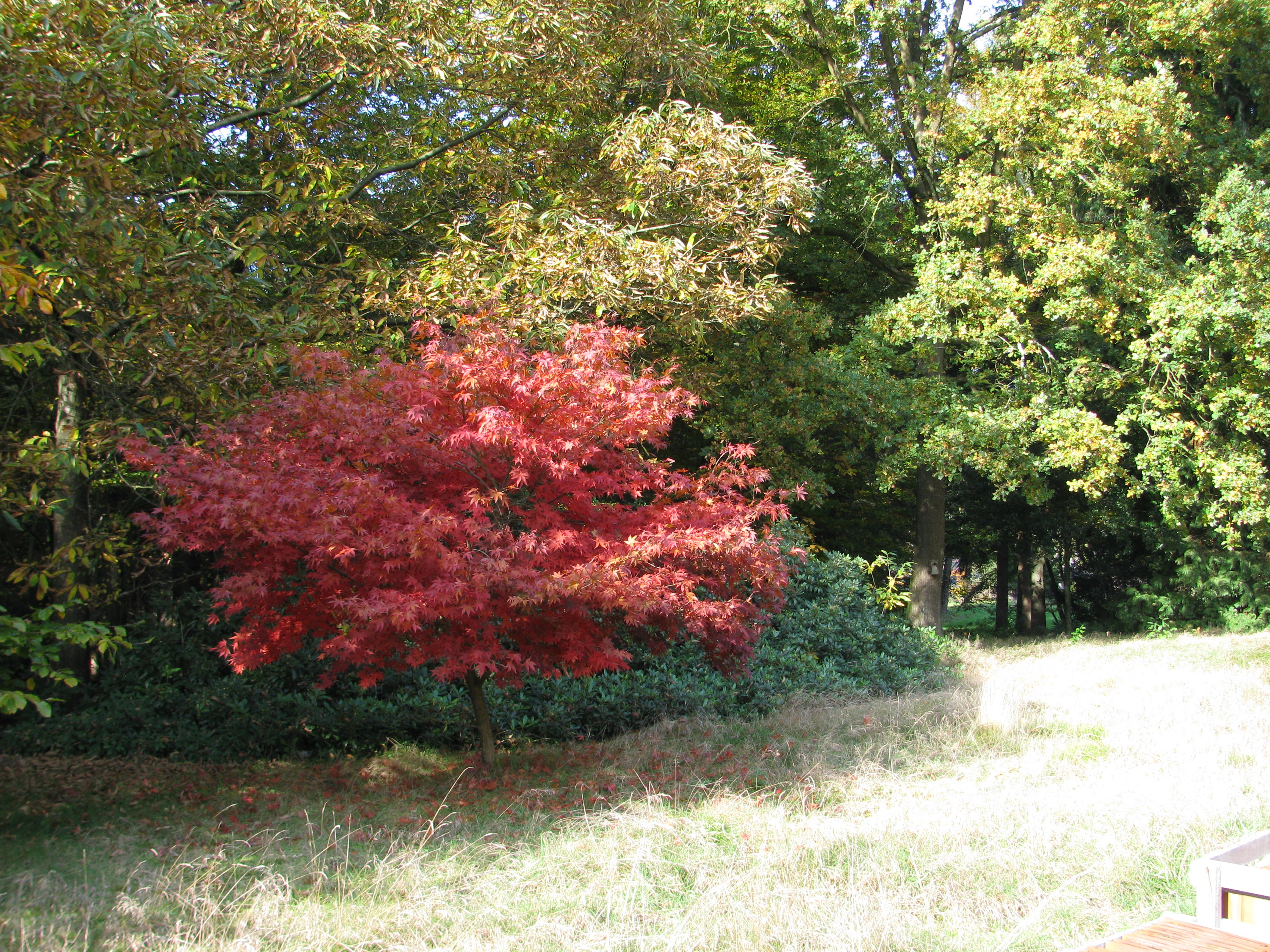 - image: 12