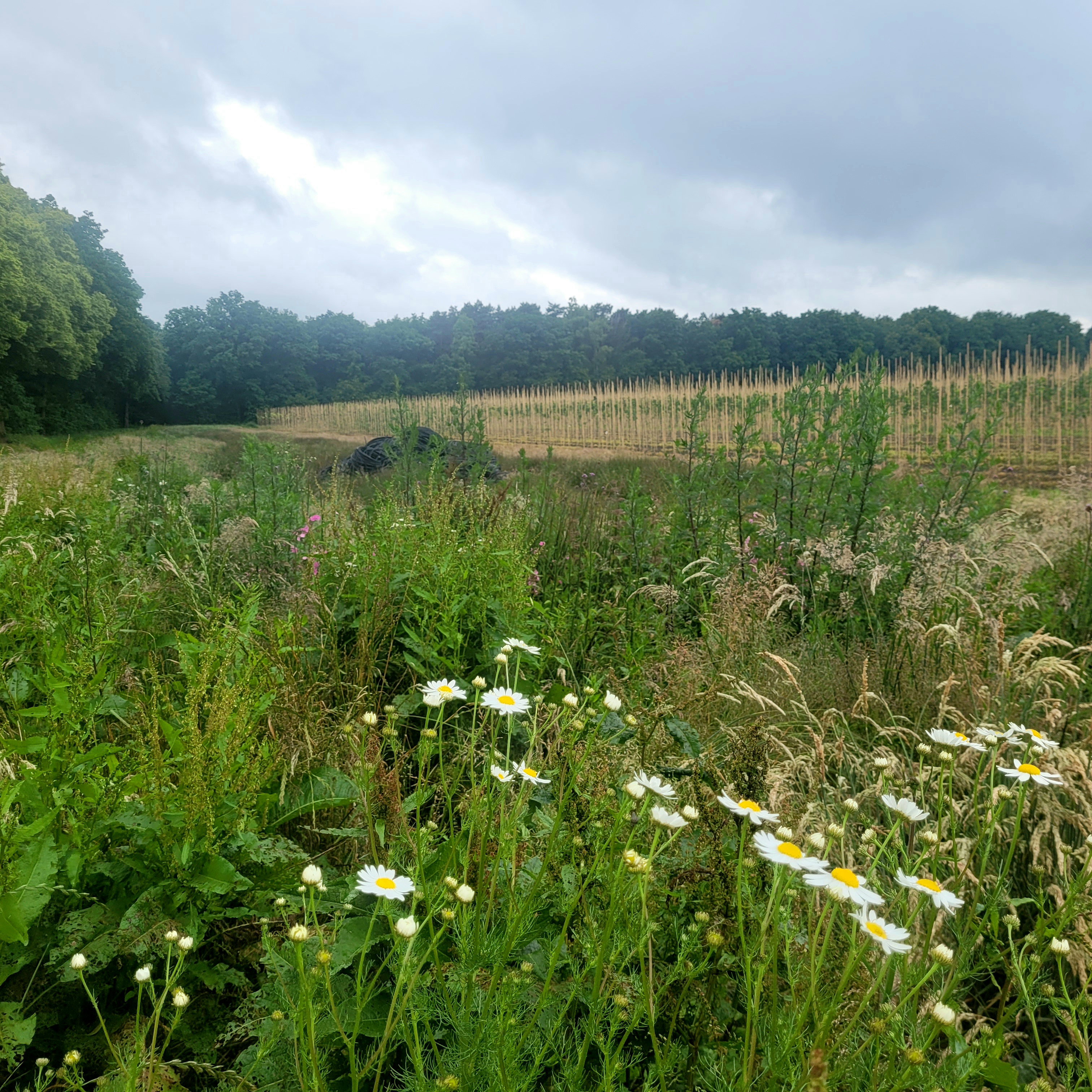 Natuurhuisje in Broekhuizenvorst
