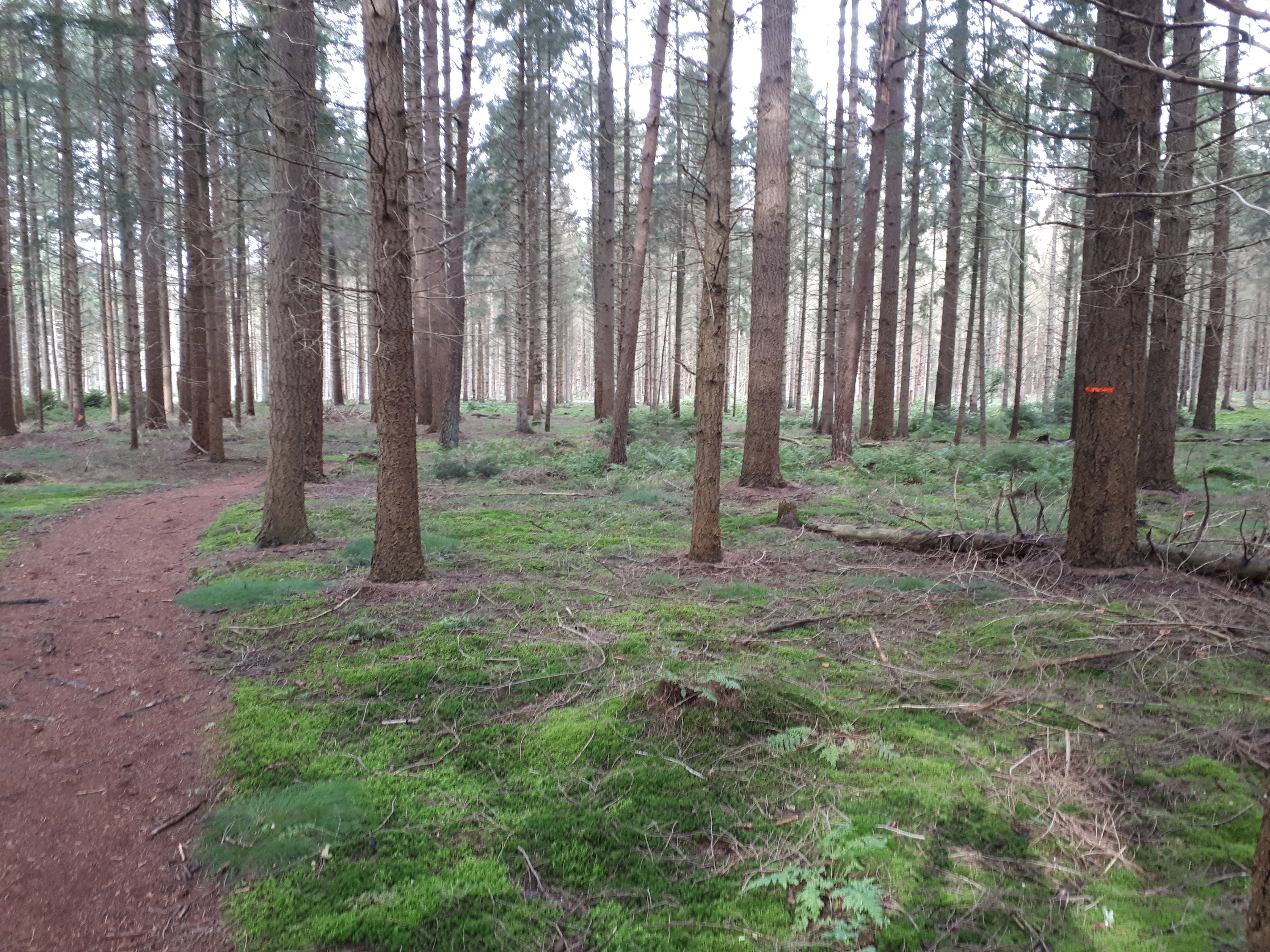Naturhäuschen in Gasselte