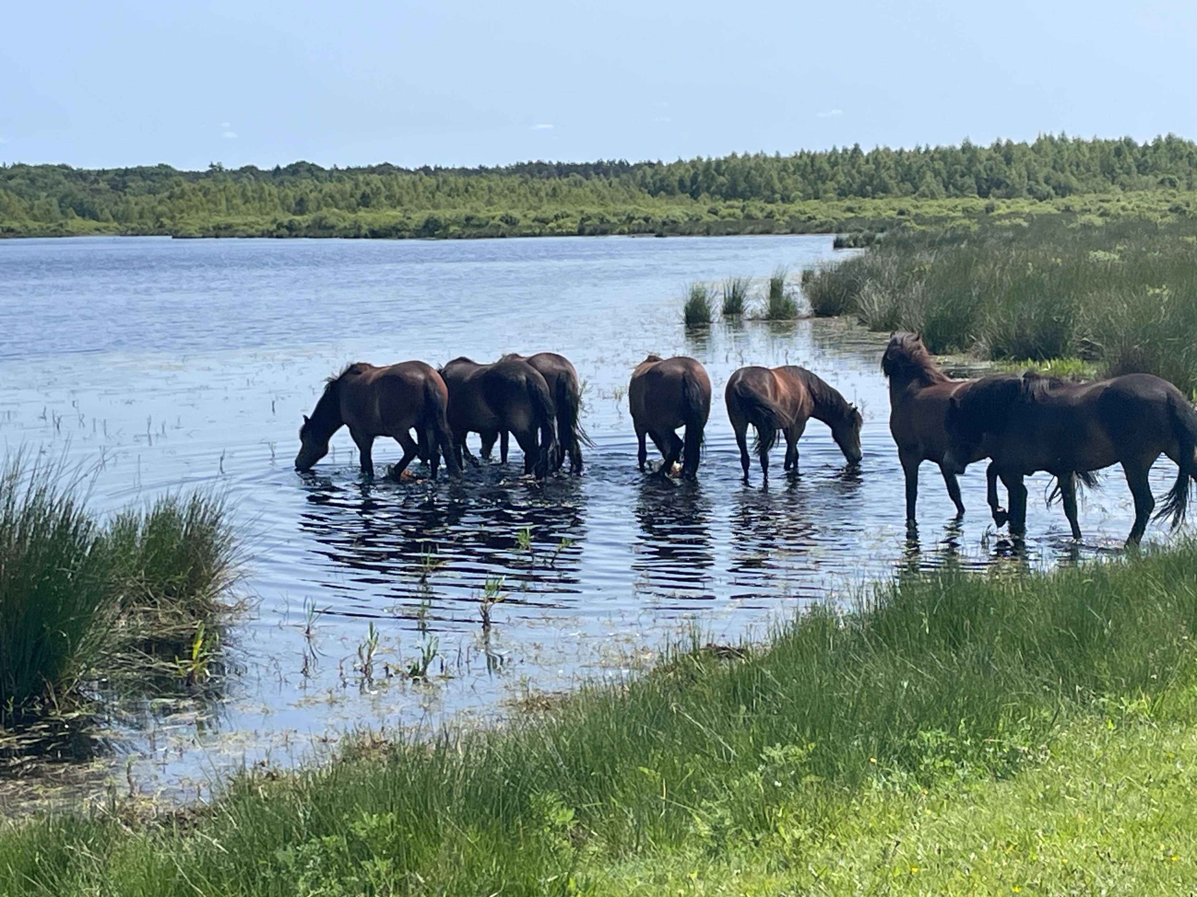 Natuurhuisje in Oosterwolde